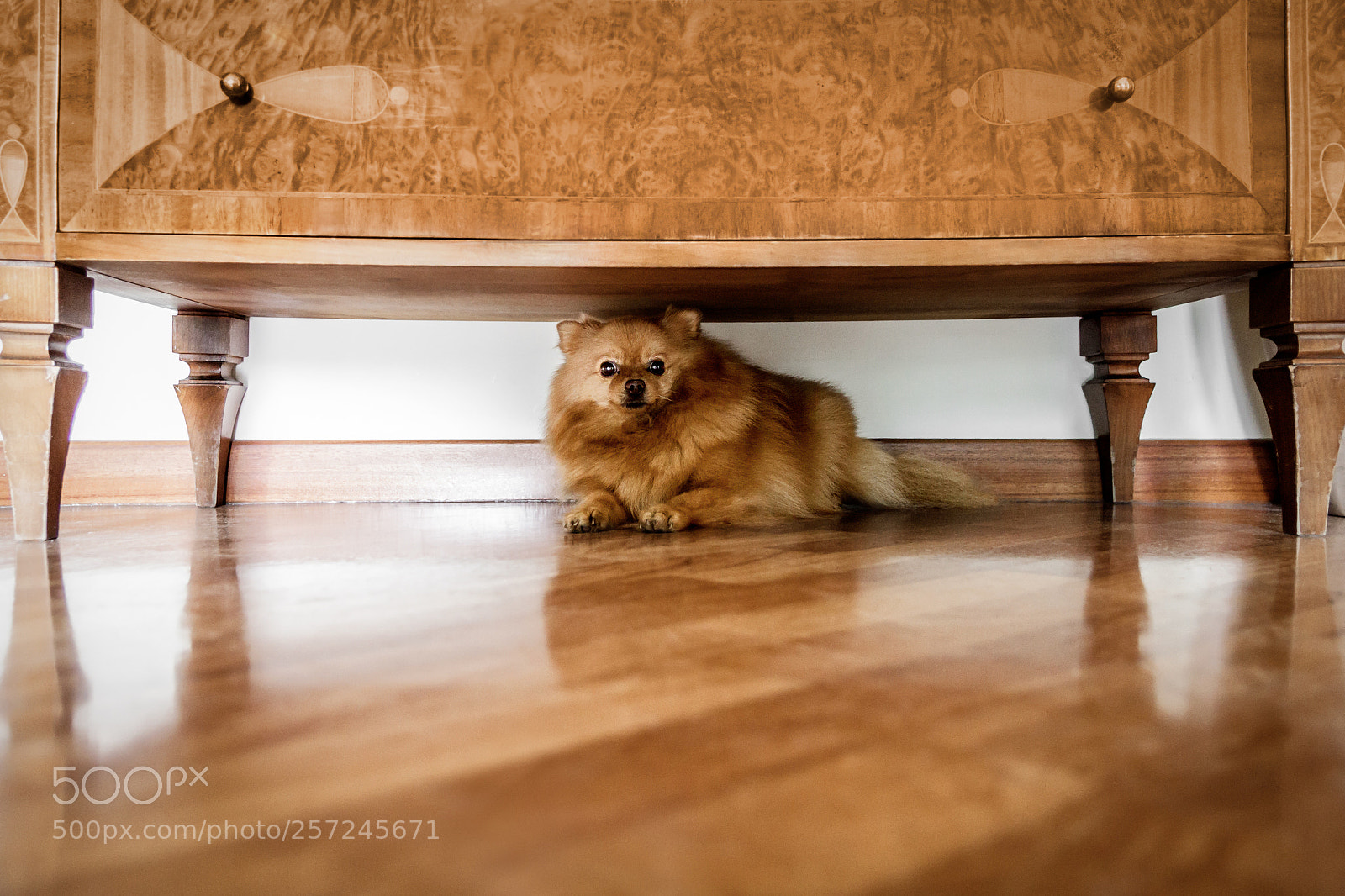 Canon EOS 600D (Rebel EOS T3i / EOS Kiss X5) sample photo. Little dog under drawers photography