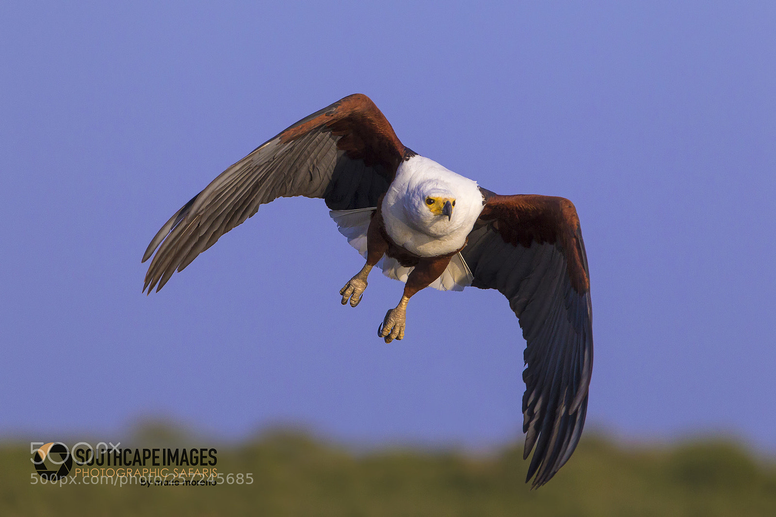 Canon EOS-1D Mark IV sample photo. Eagle flight photography