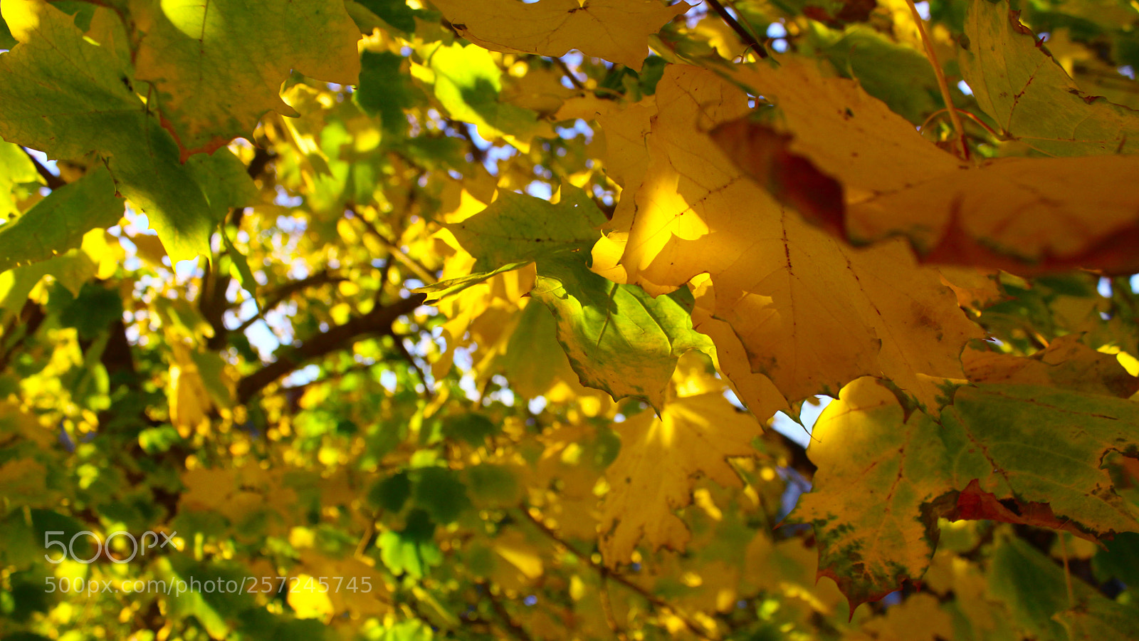 Canon EOS 600D (Rebel EOS T3i / EOS Kiss X5) sample photo. Shimmering seasons photography