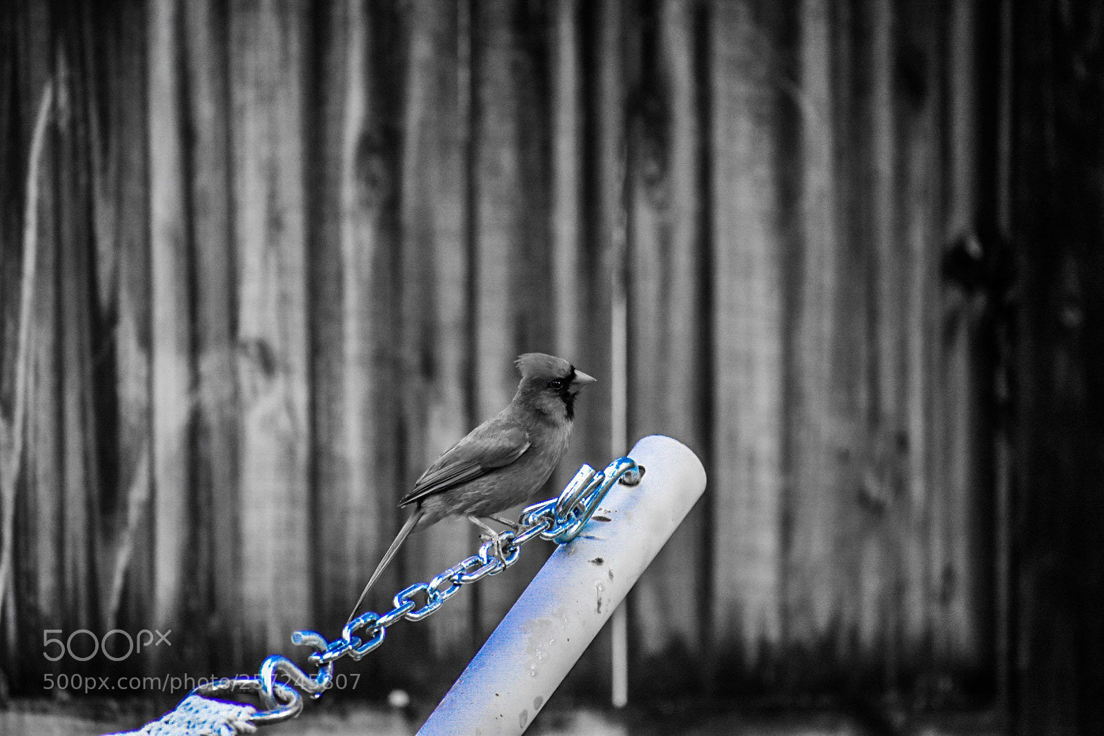 Nikon D5500 sample photo. Black and white carfinal photography