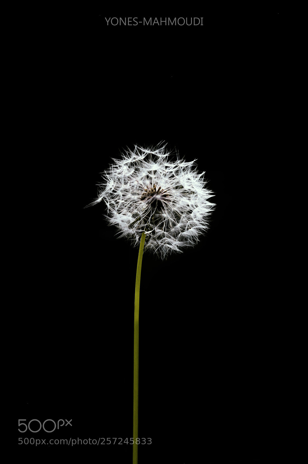 Nikon D7200 sample photo. Untitled photography