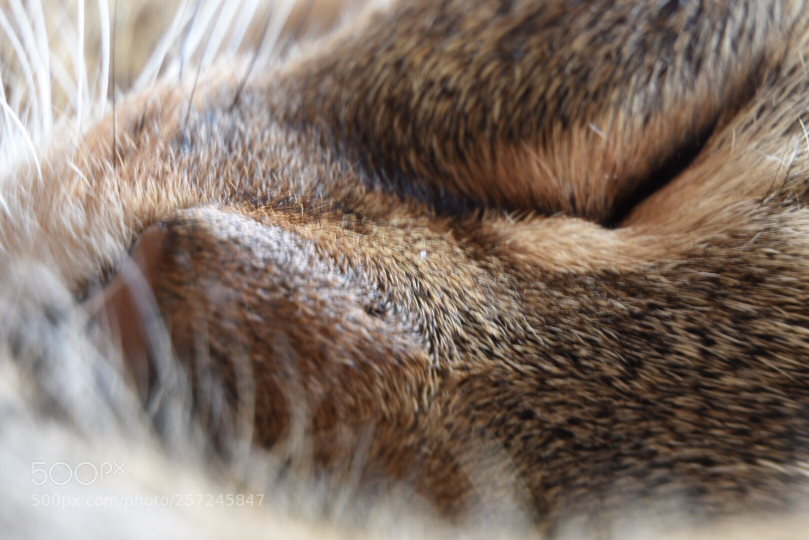 Nikon D7200 sample photo. Poesjemiauw photography