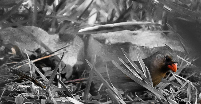 Nikon D5500 sample photo. Weird color splash in photography