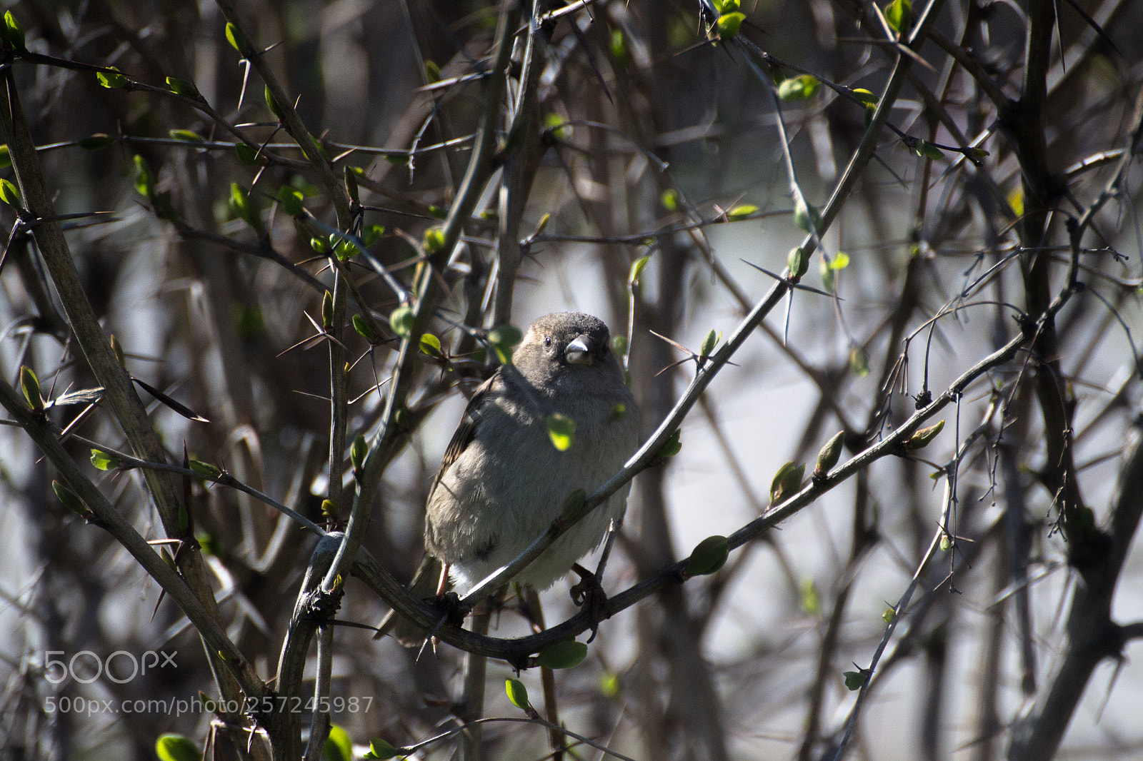Nikon D3100 sample photo. Sparrow photography