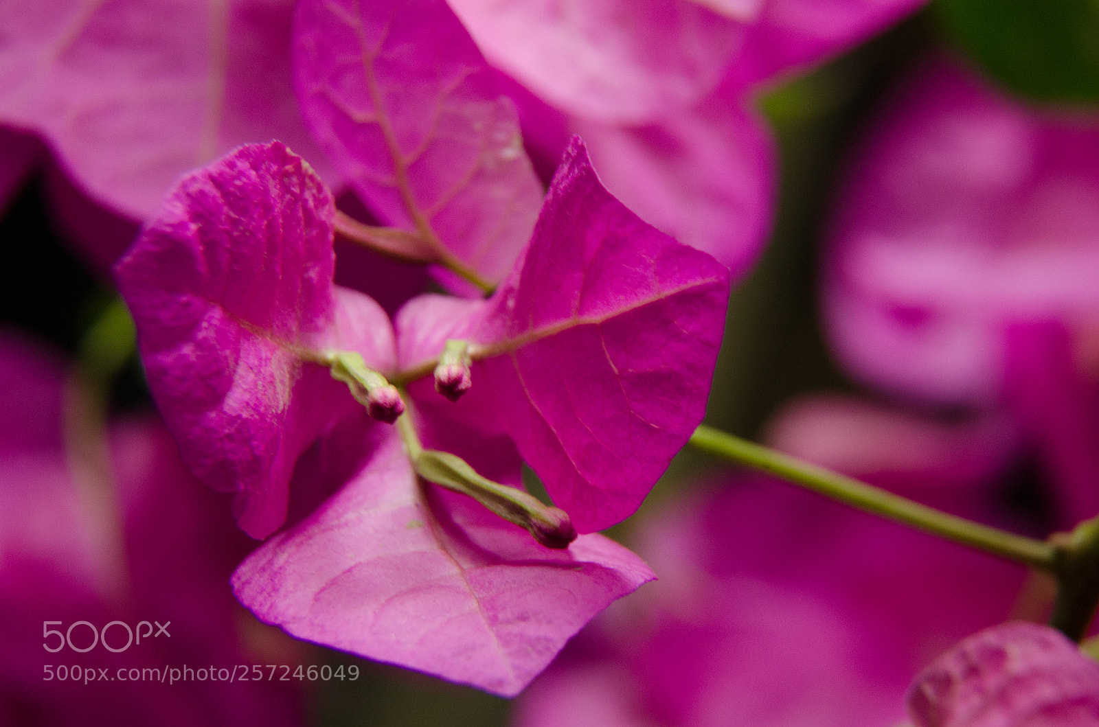 Nikon D7000 sample photo. Bougainvillea photography