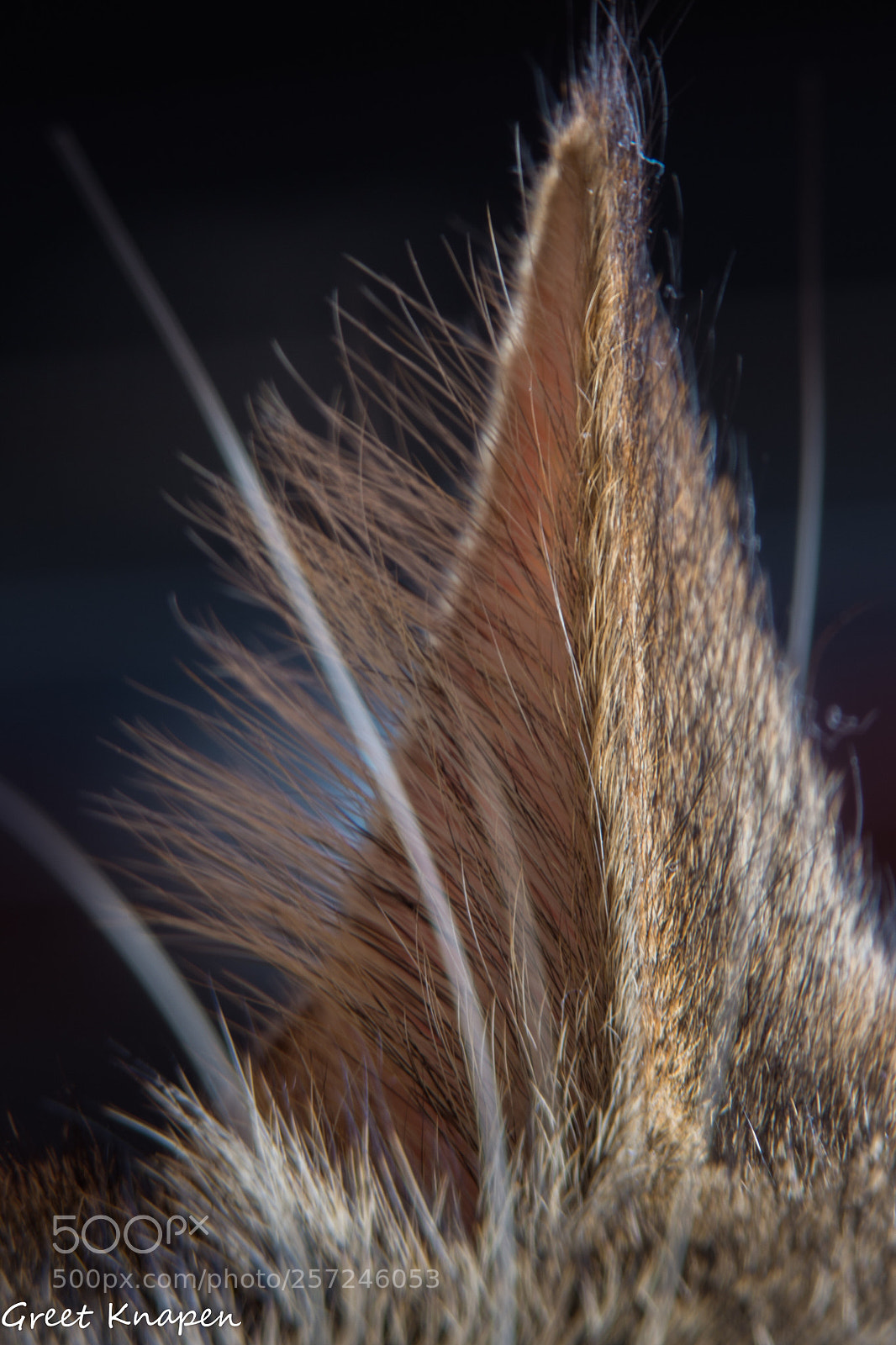 Nikon D7200 sample photo. Hear ear photography