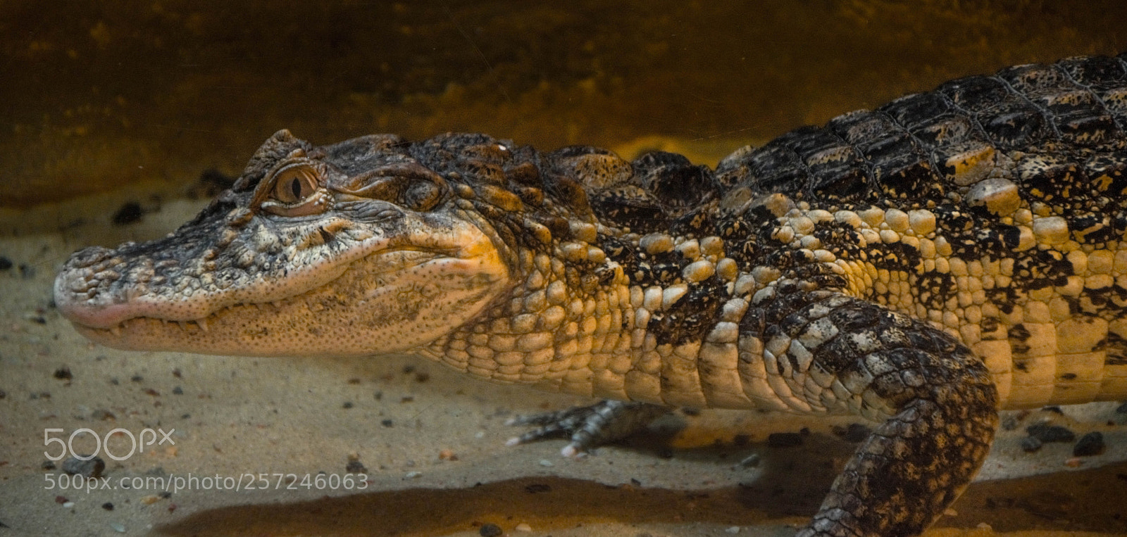 Nikon D5300 sample photo. Croc photography