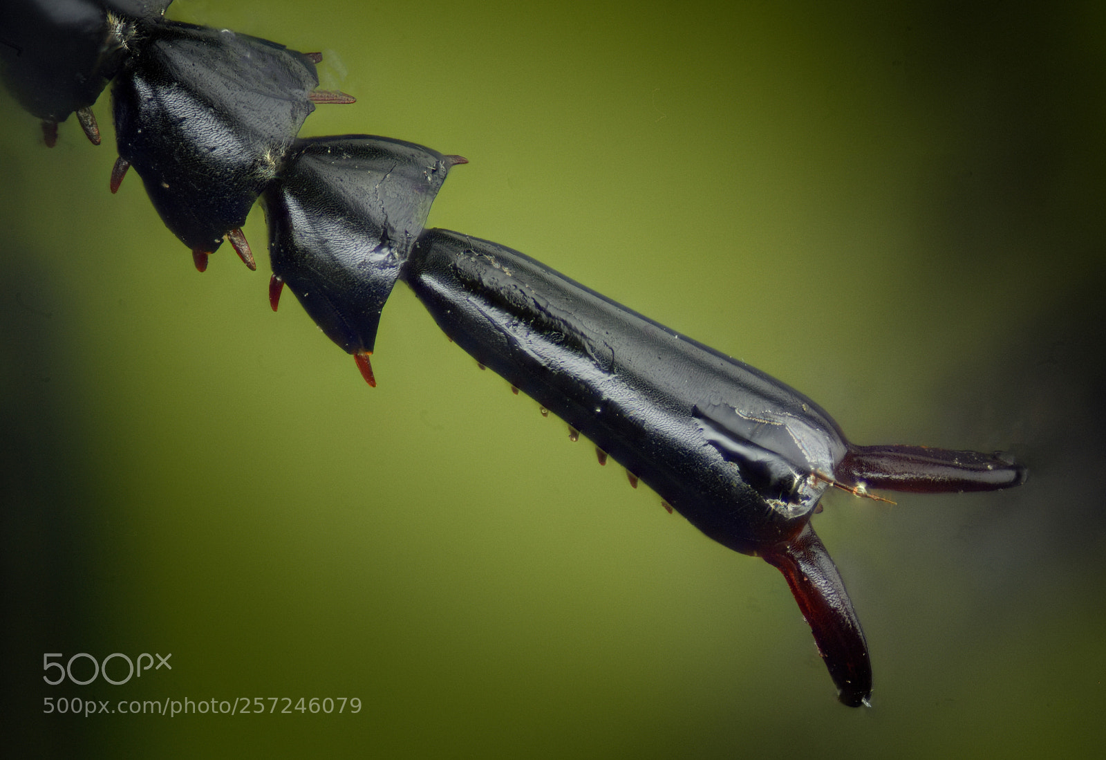 Nikon D810 sample photo. Leg of large ground photography