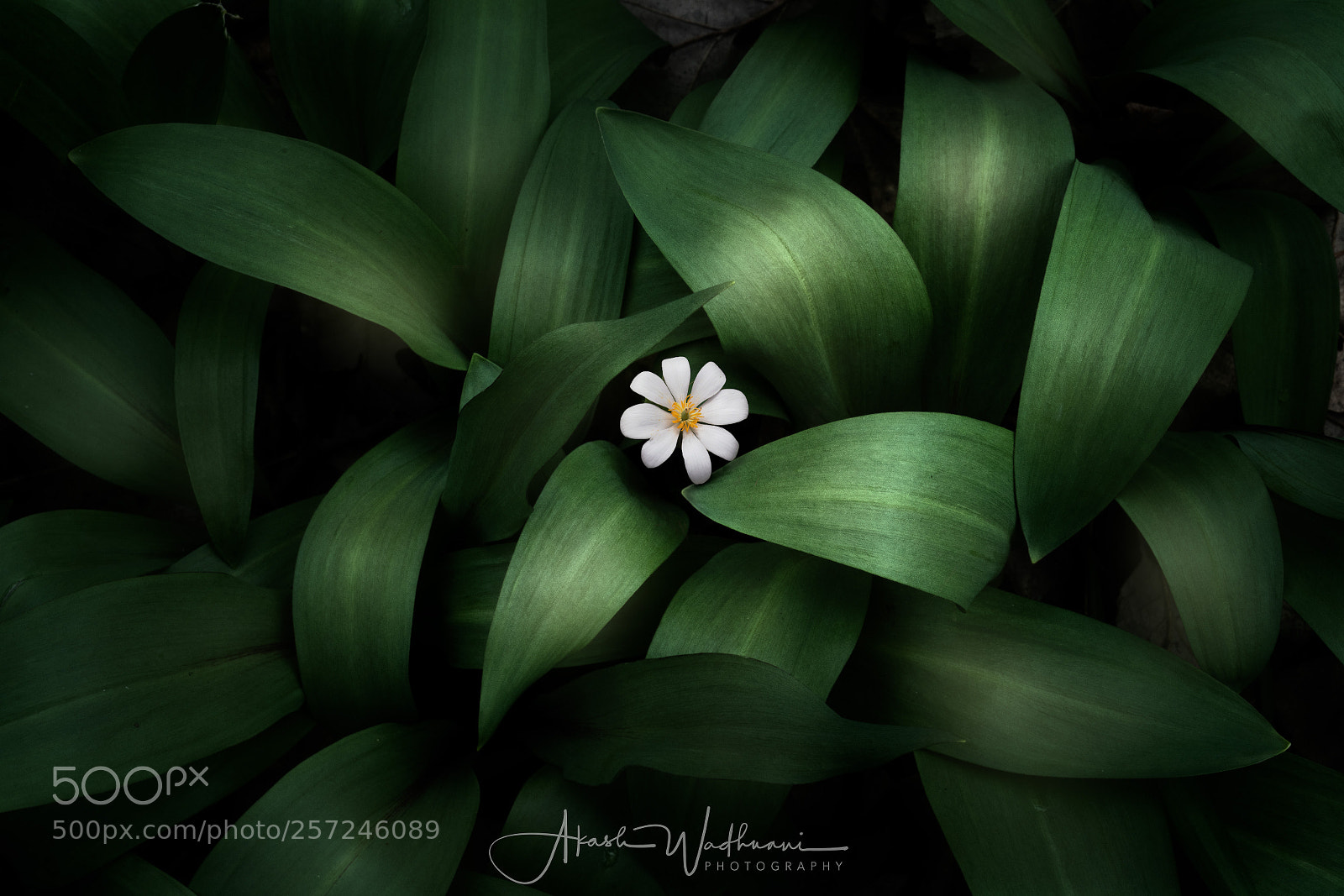 Sony a9 sample photo. Spring mosaic photography