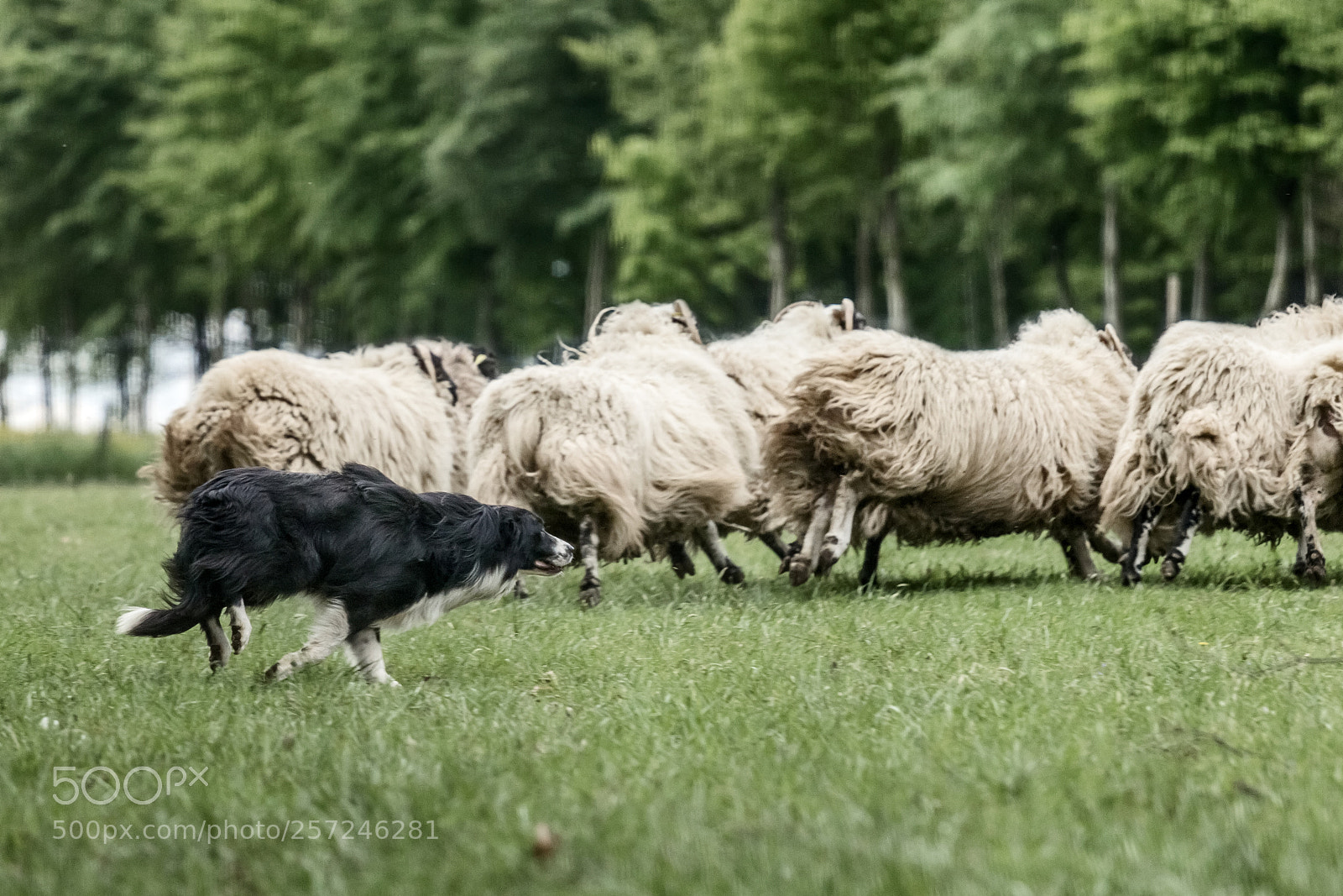 Canon EOS 60D sample photo. Sheepdog border collie photography