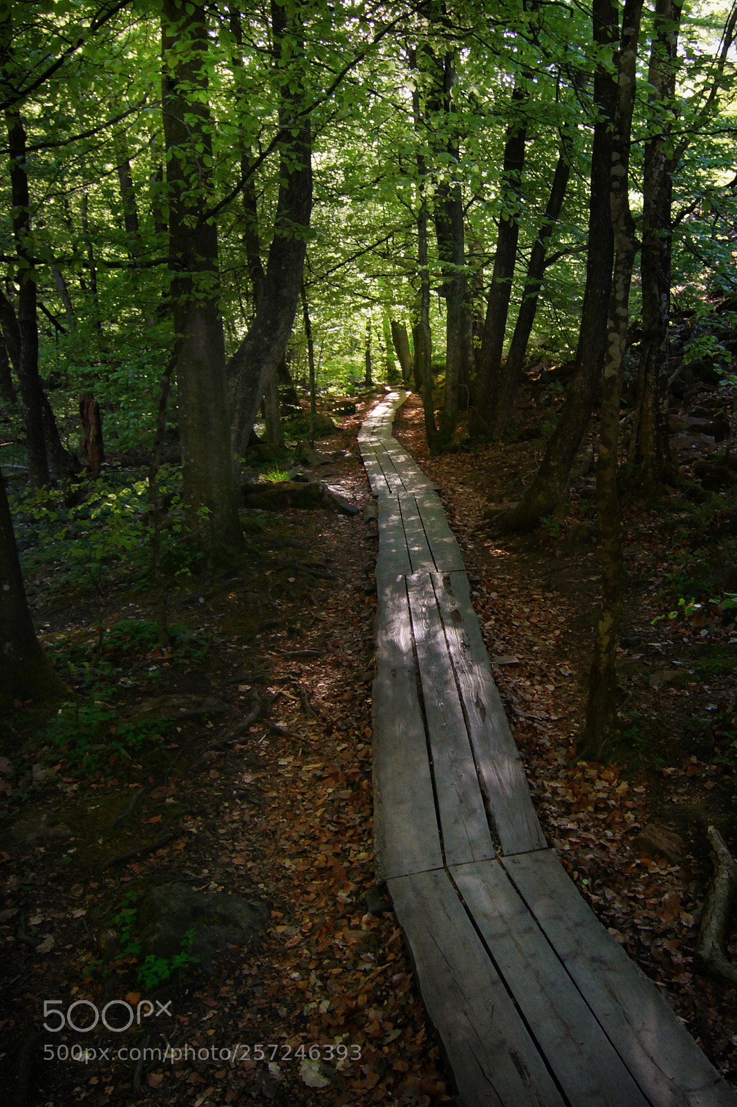Canon EOS 50D sample photo. Hiking route photography