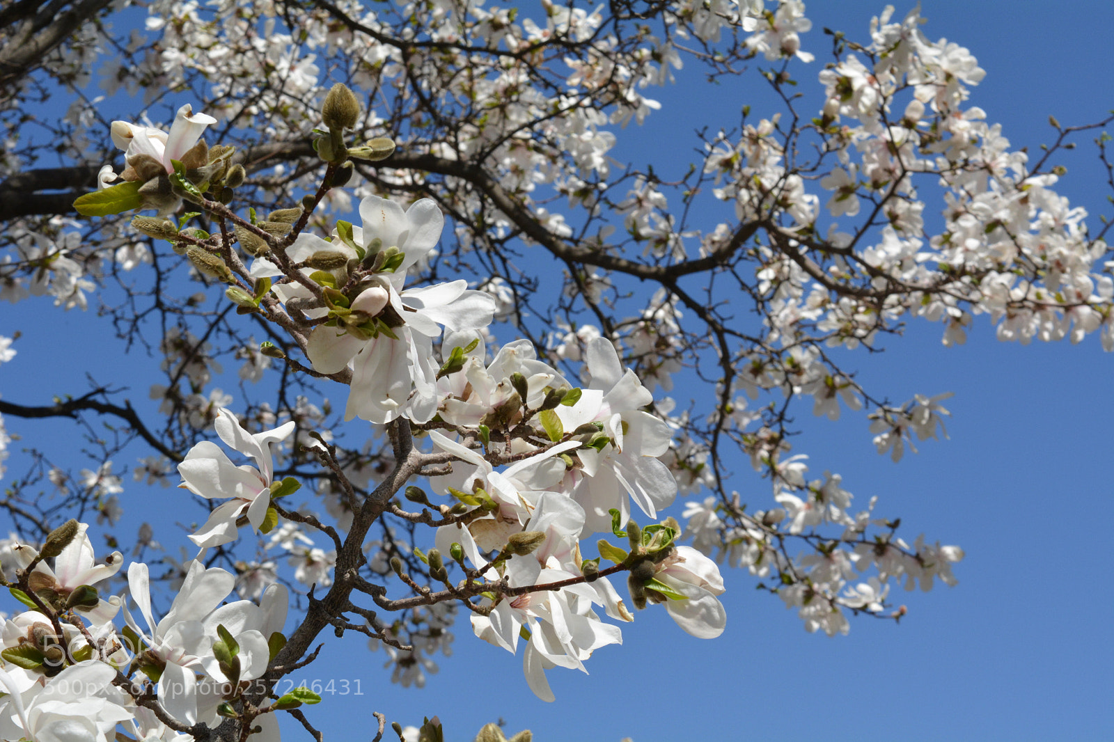 Nikon D5200 sample photo. Untitled photography