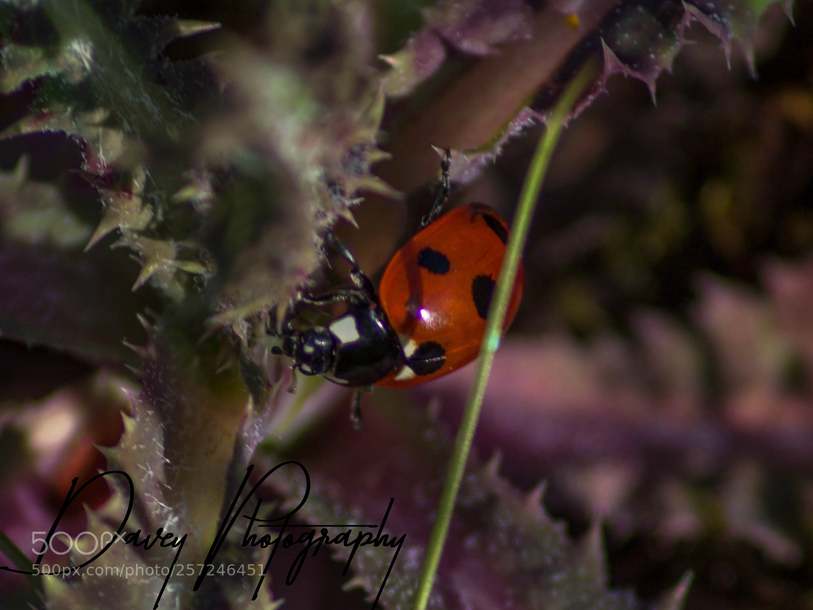 Canon EOS 1100D (EOS Rebel T3 / EOS Kiss X50) sample photo. Lainey the ladybug photography