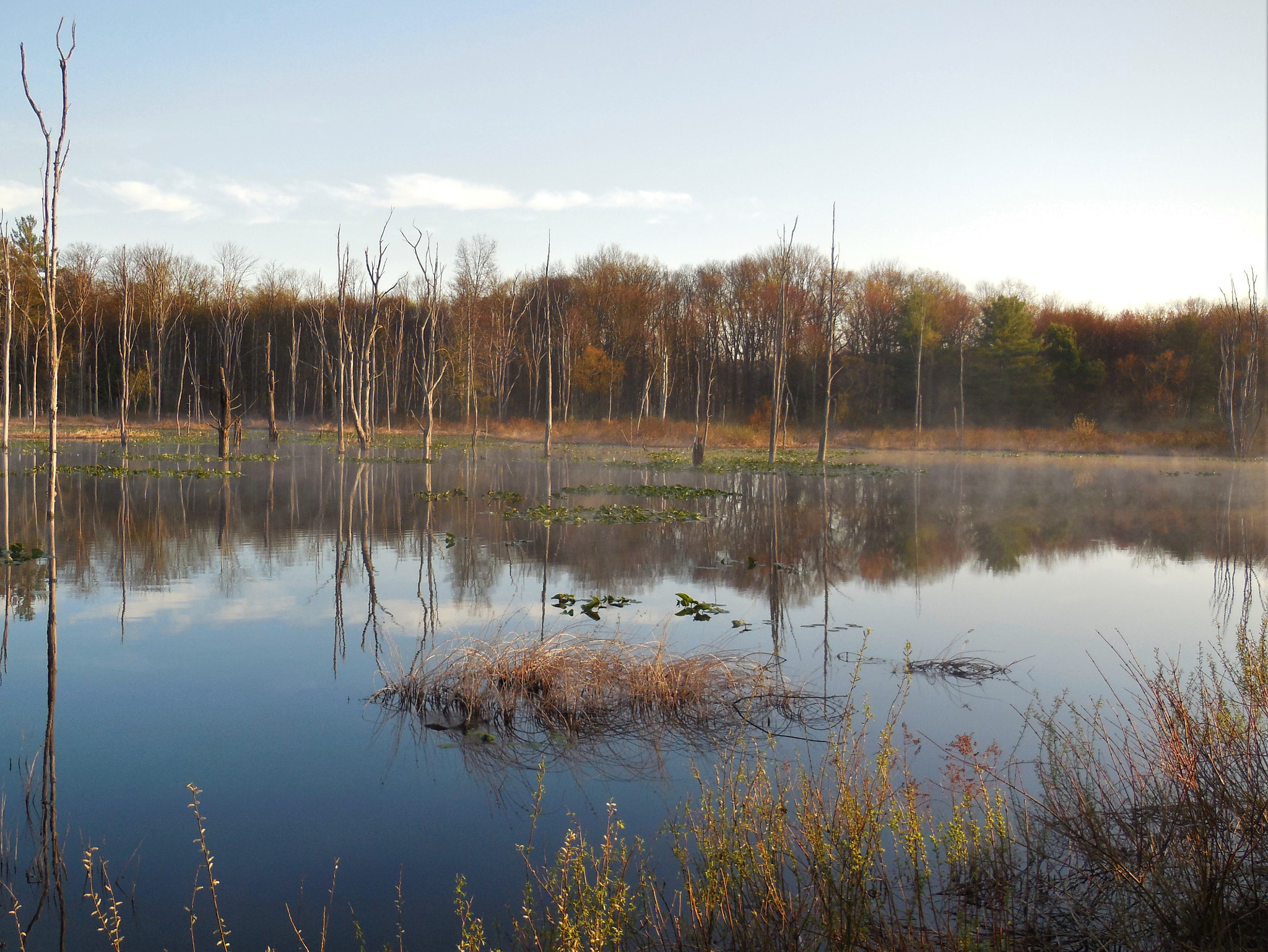 Nikon Coolpix S6500 sample photo. Swamp reflections photography