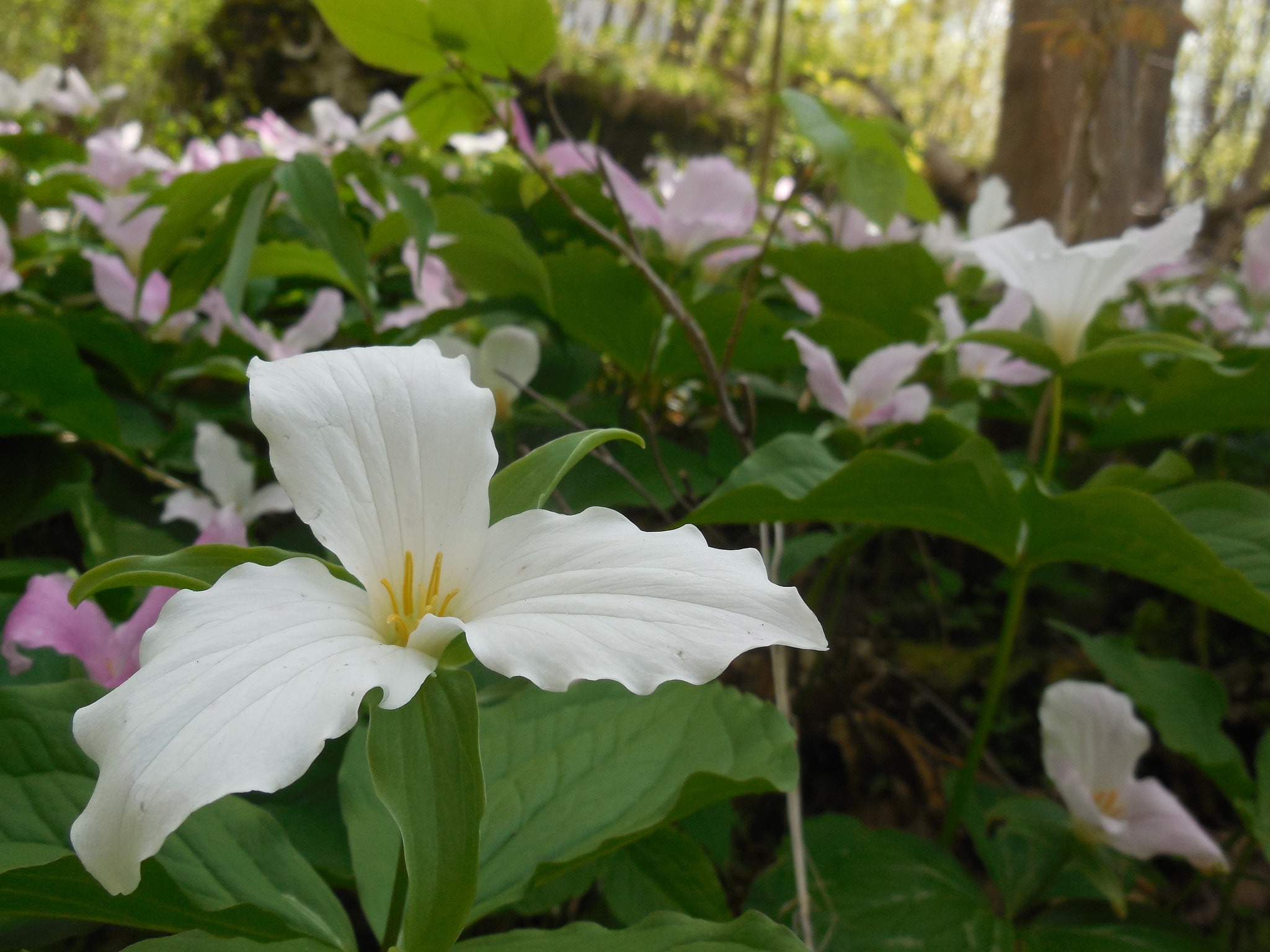 Nikon Coolpix S6500 sample photo. Trillium in bloom photography