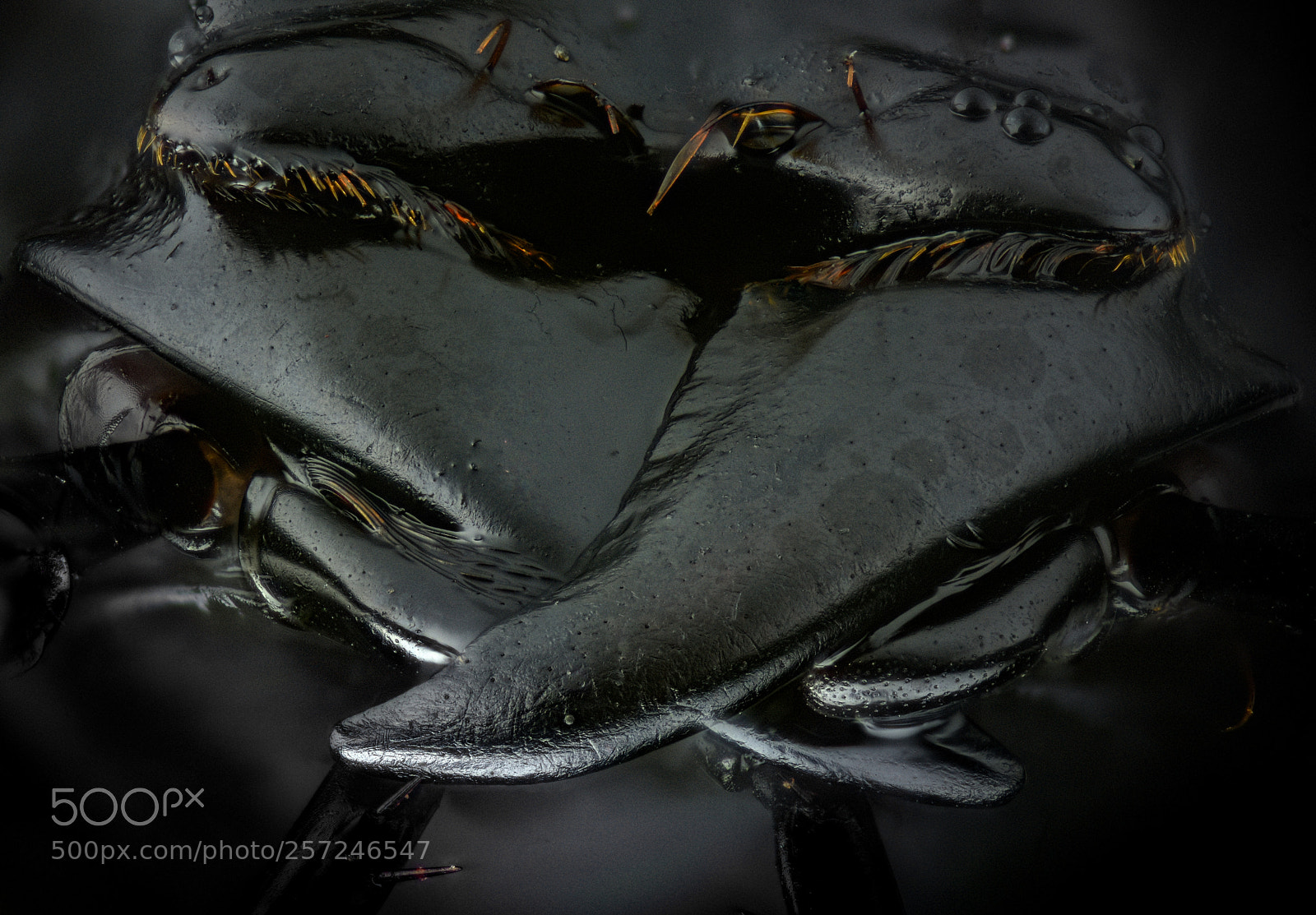 Nikon D810 sample photo. Jaws of a large photography