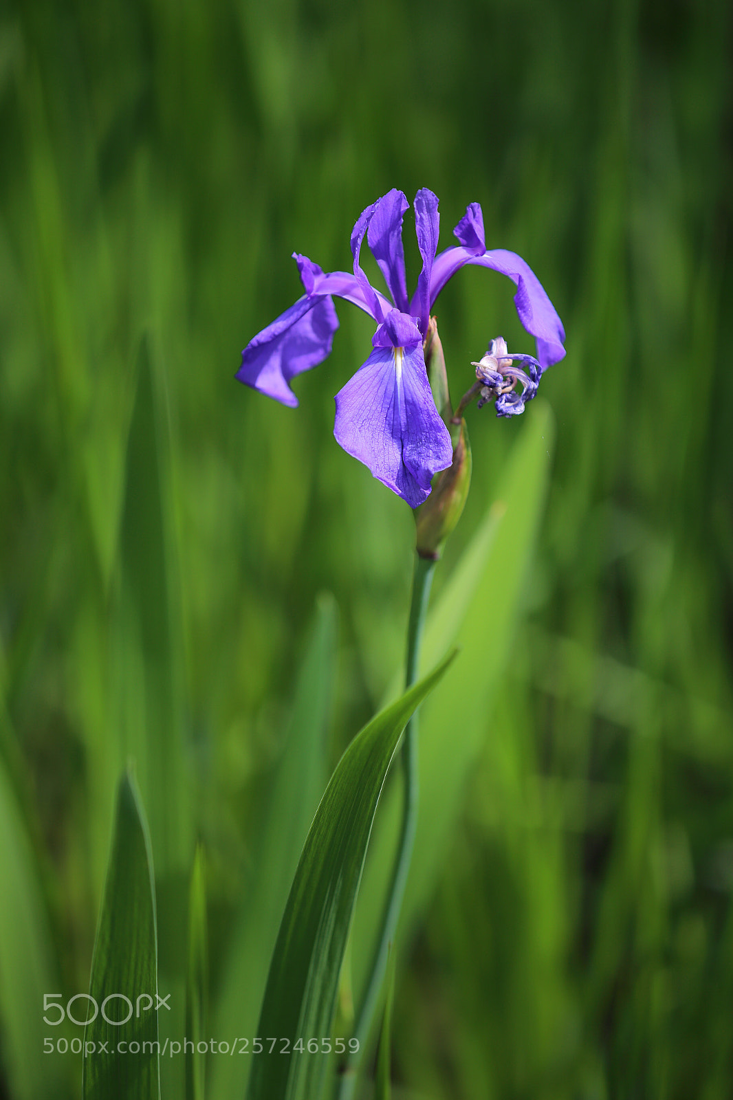 Canon EOS 6D sample photo. Iris photography