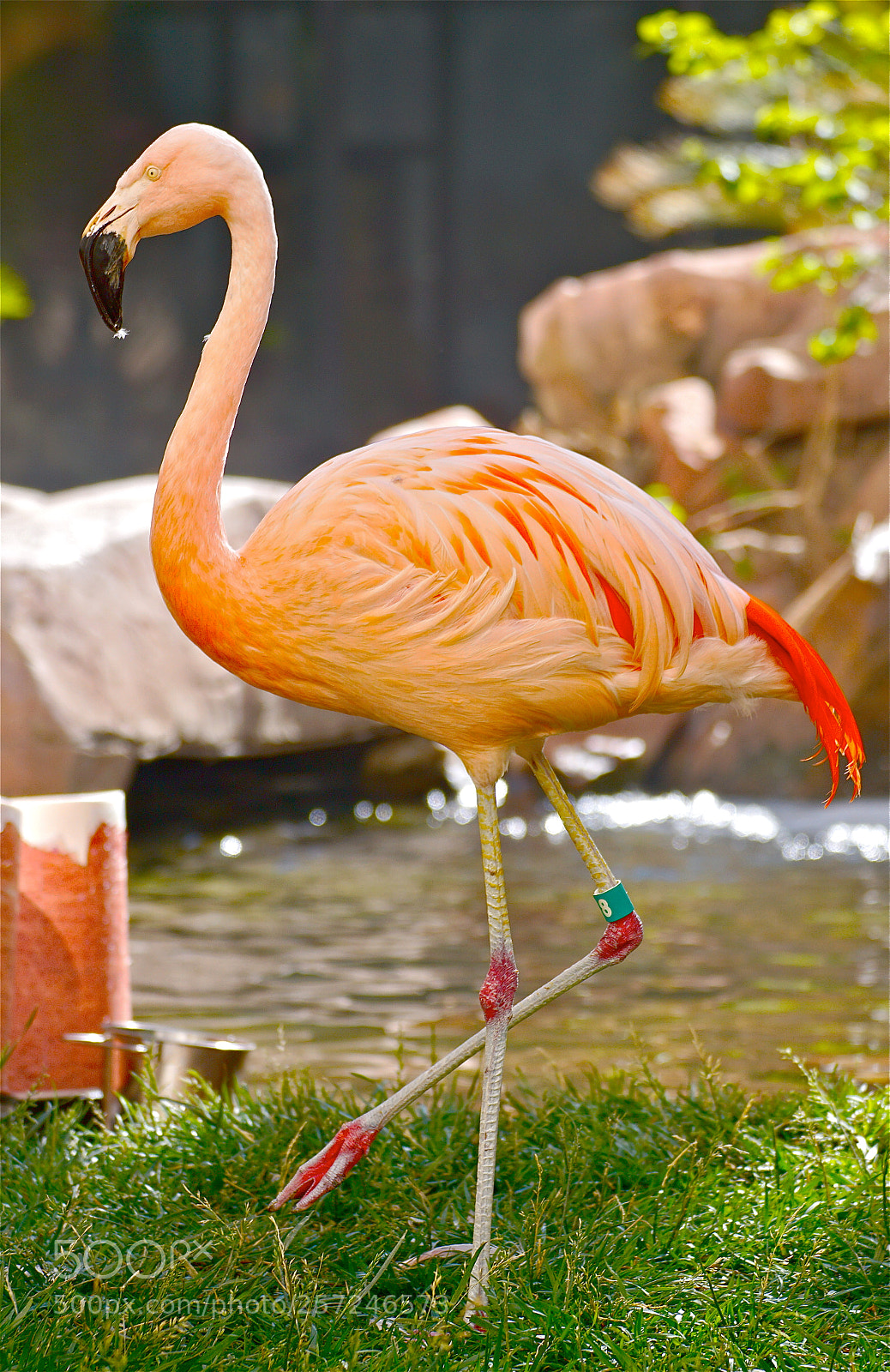 Sony ILCA-77M2 sample photo. Flamingo, en route to photography