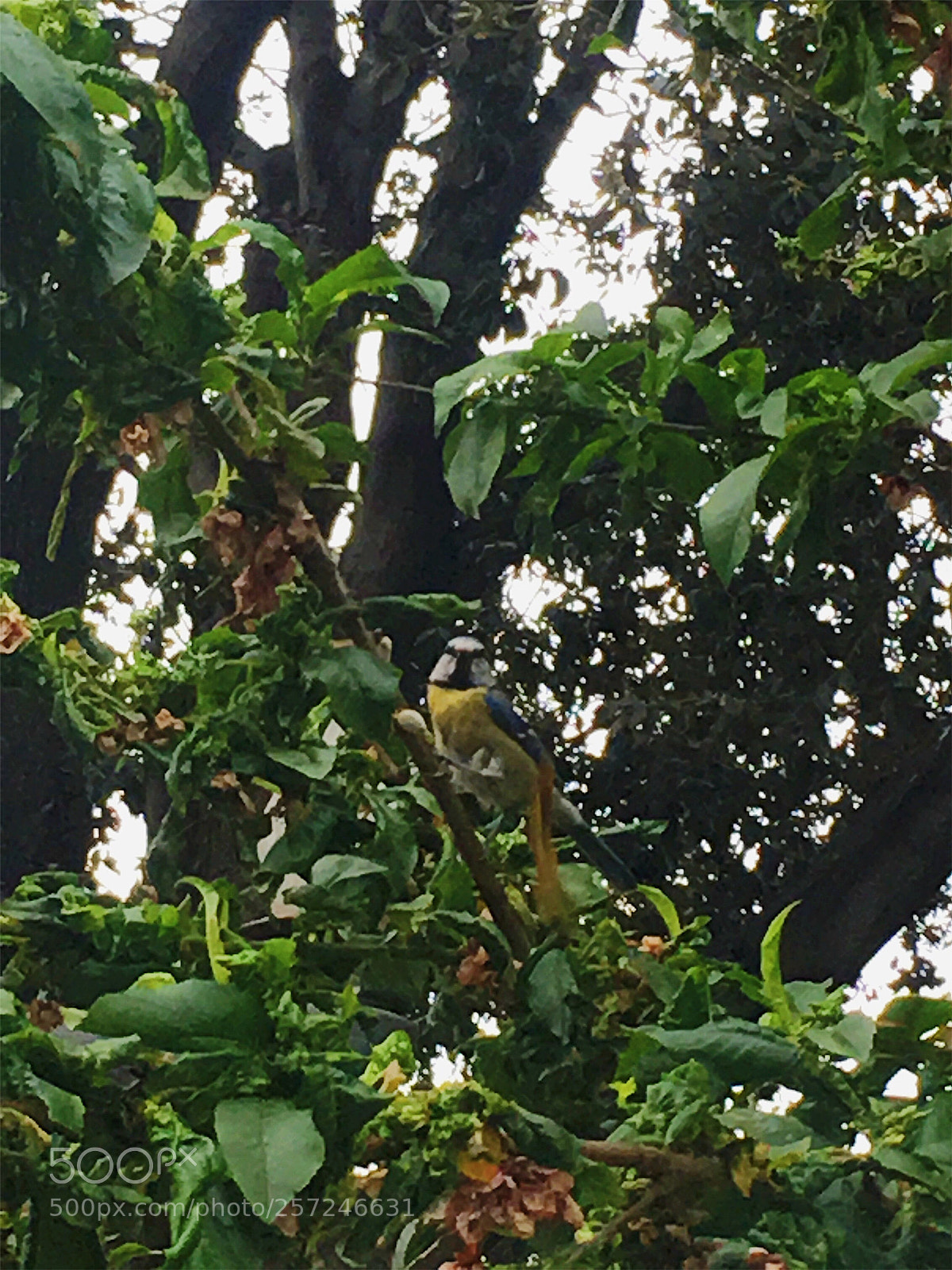 Apple iPhone SE sample photo. Bird photography