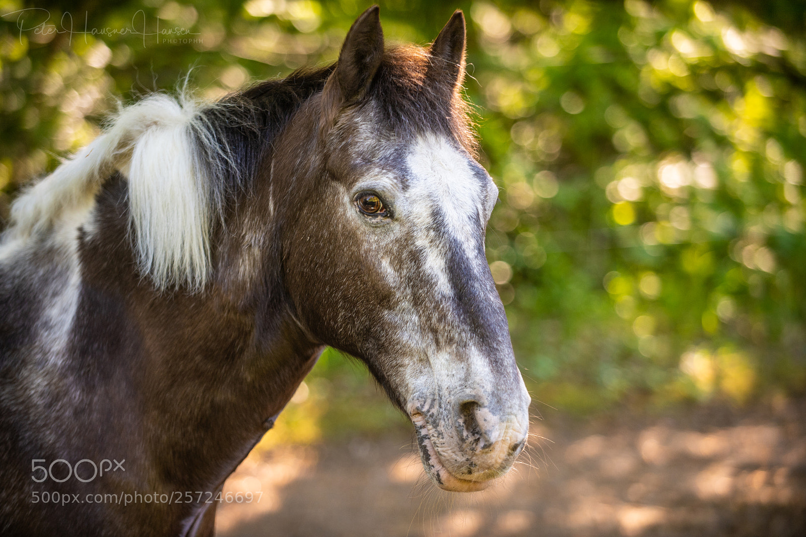 Nikon D5 sample photo. Horse photography