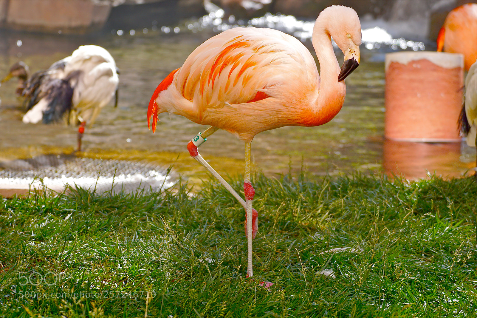 Sony ILCA-77M2 sample photo. Classic flamingo pose photography