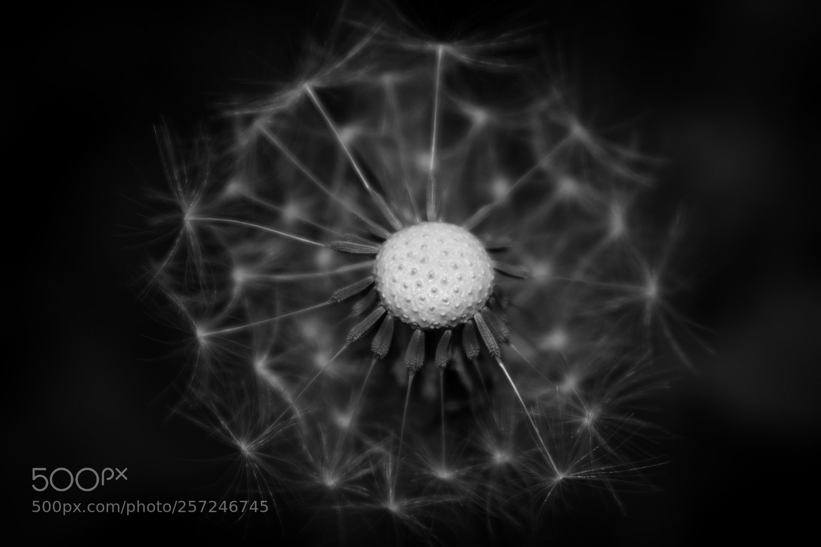 Nikon D3400 sample photo. Half a dandelion photography