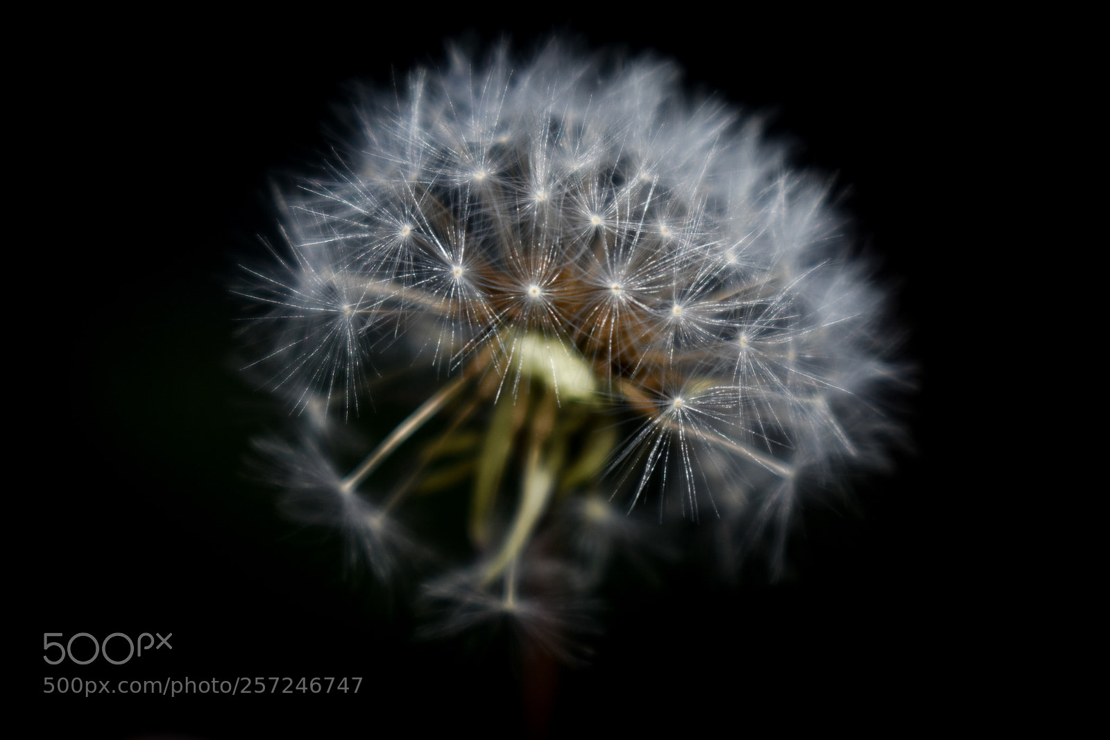 Nikon D3400 sample photo. Seeds in the air photography