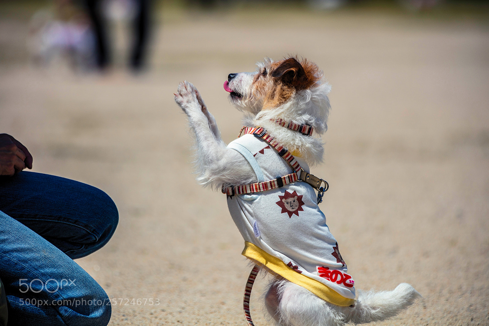 Canon EOS 5DS R sample photo. May i have some photography