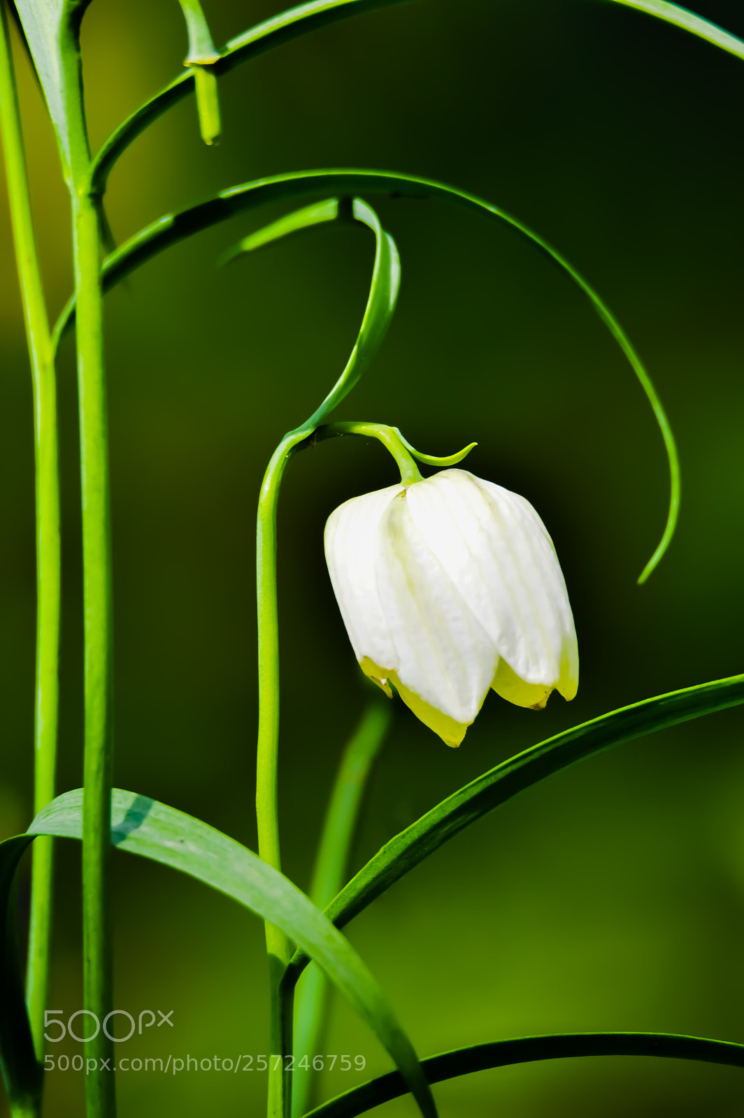 Nikon D3200 sample photo. Green and white photography