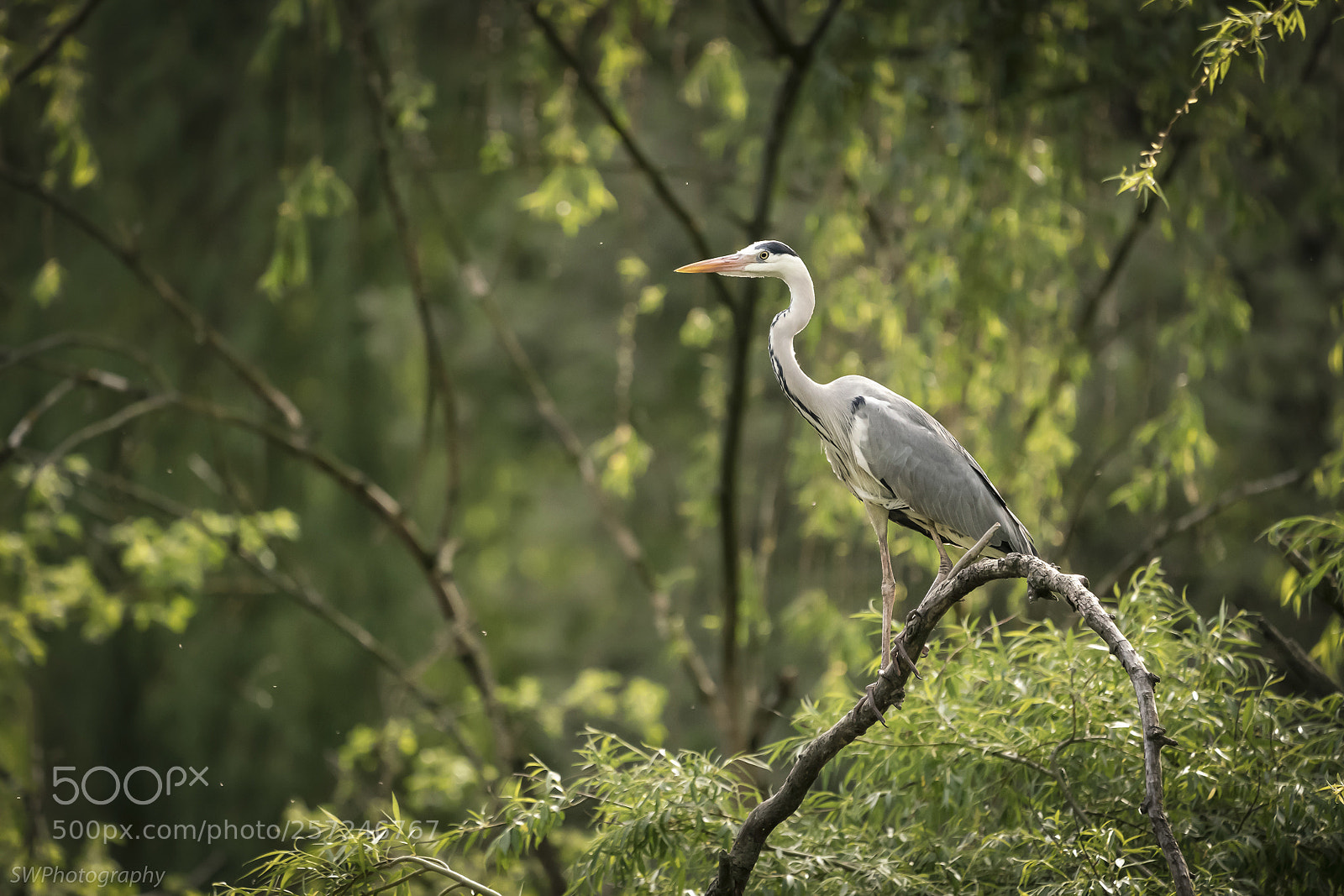 Sony a7R III sample photo. Heron in the trees photography