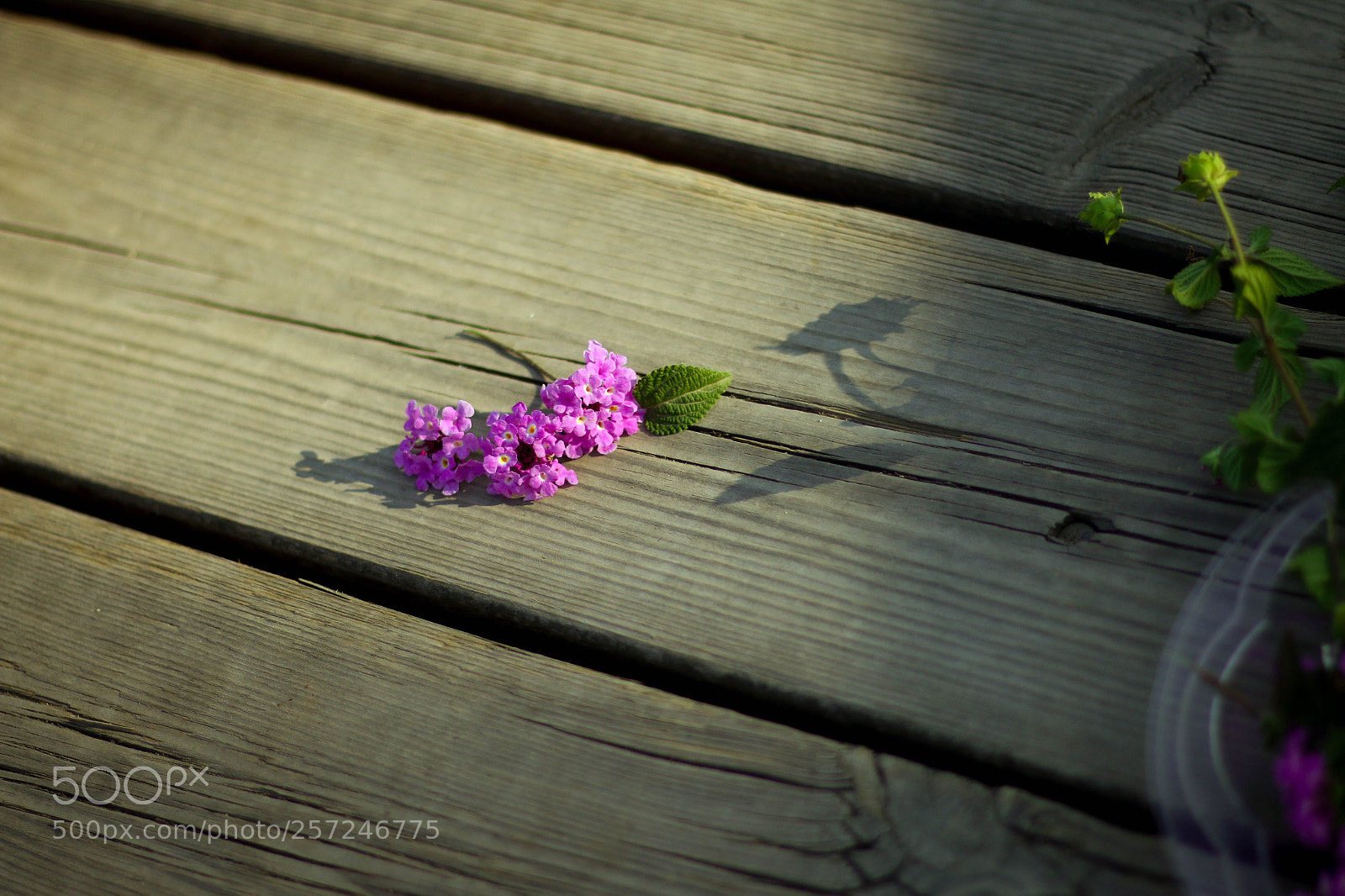 Canon EOS 70D sample photo. Untitled photography