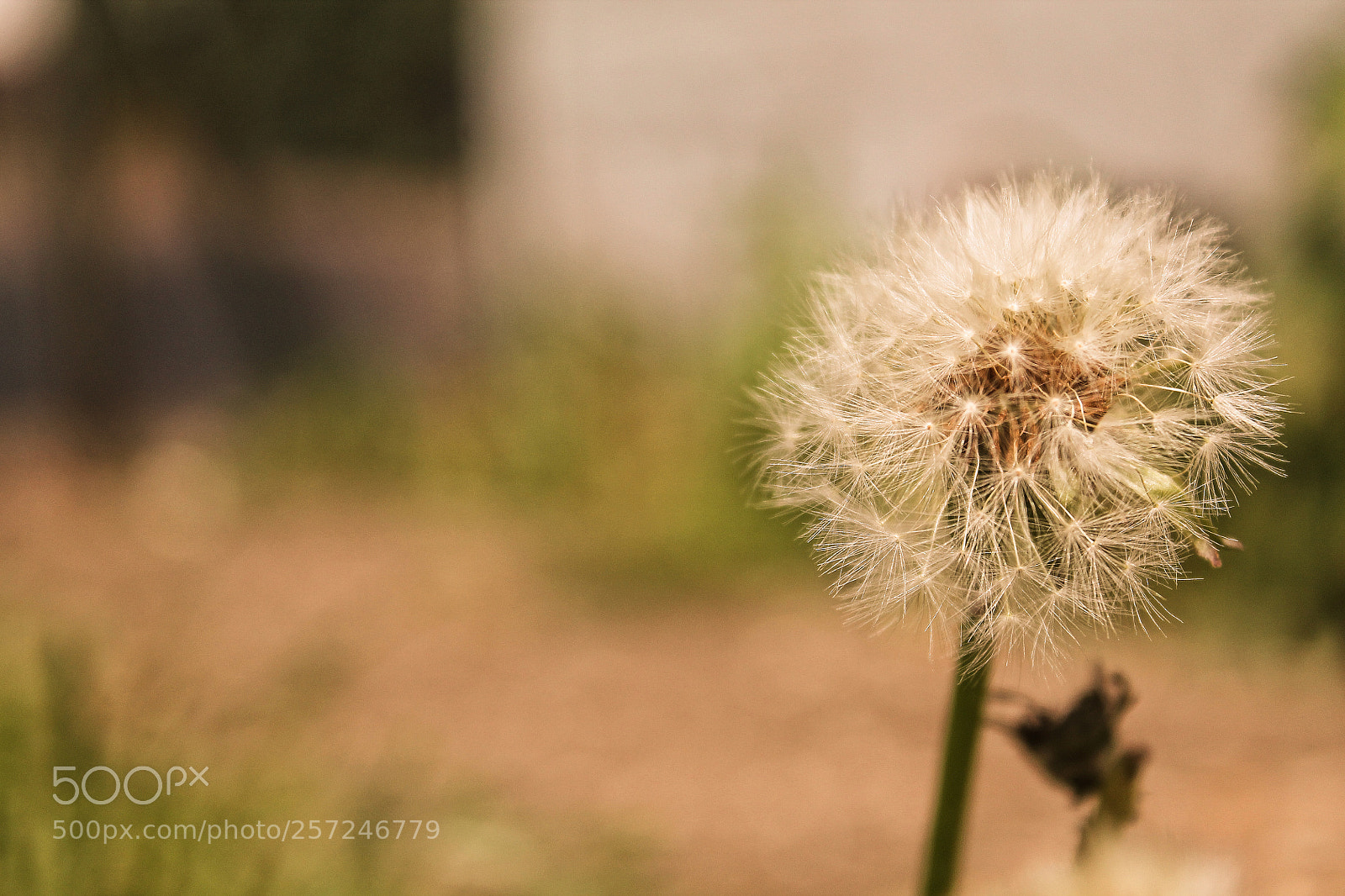 Canon EOS 1100D (EOS Rebel T3 / EOS Kiss X50) sample photo. Pusteblume photography