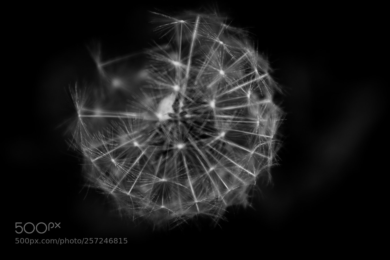 Nikon D3400 sample photo. 3/4 dandelion photography