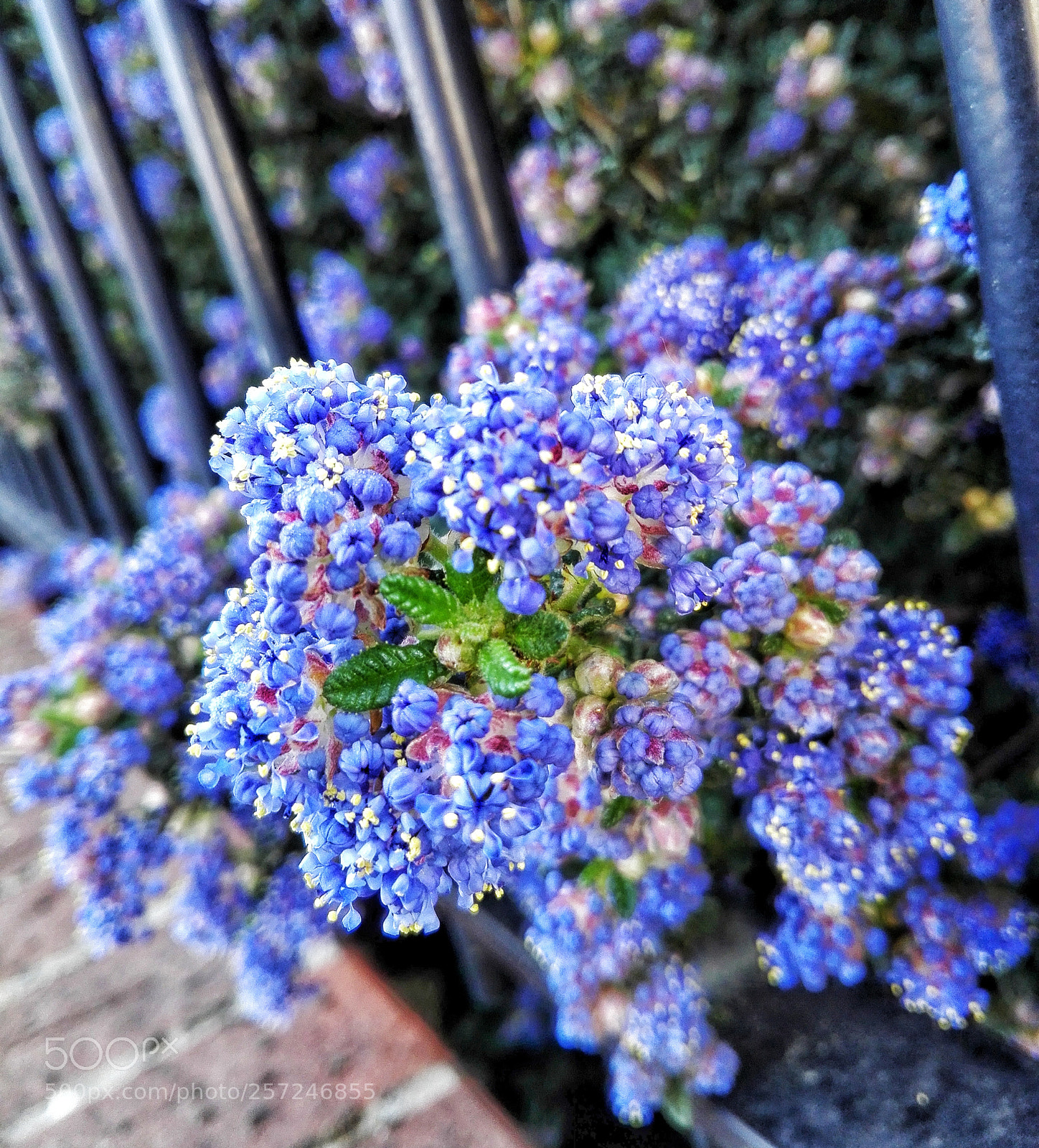HUAWEI P8 Lite sample photo. Light blue... photography