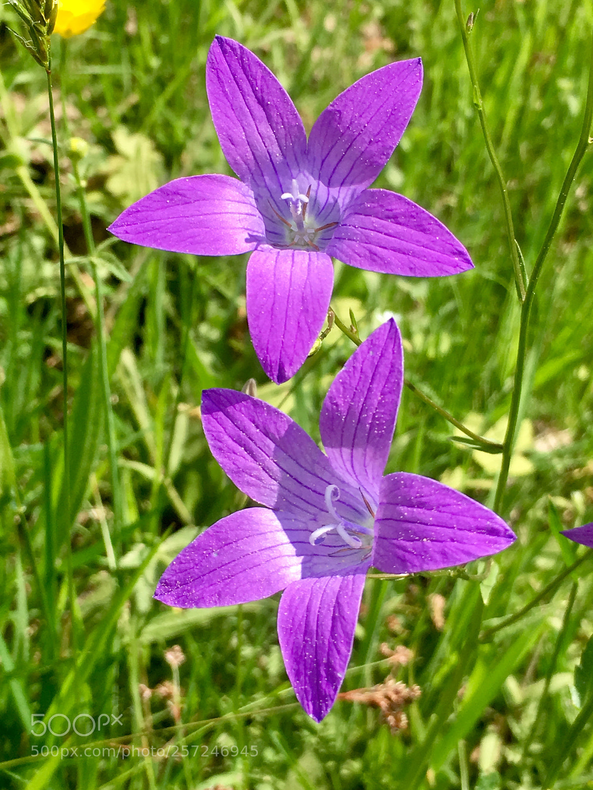 Apple iPhone SE sample photo. Lila sterne  photography