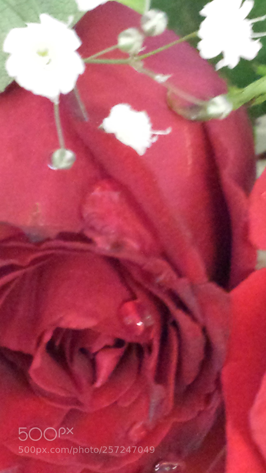 Samsung Galaxy S4 sample photo. Happy day mother!!!! photography