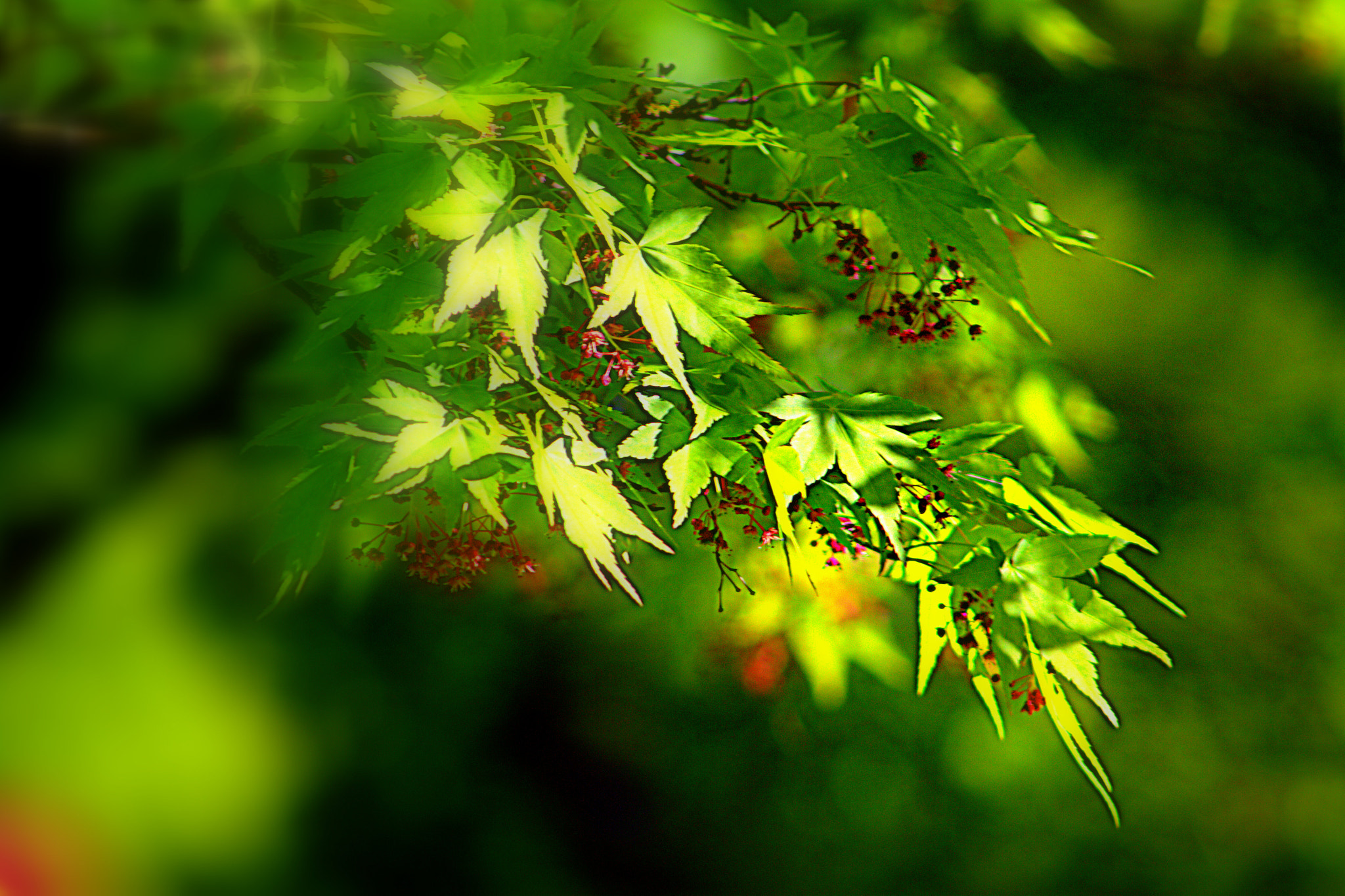 Canon EF 75-300mm f/4-5.6 sample photo. Green mood photography