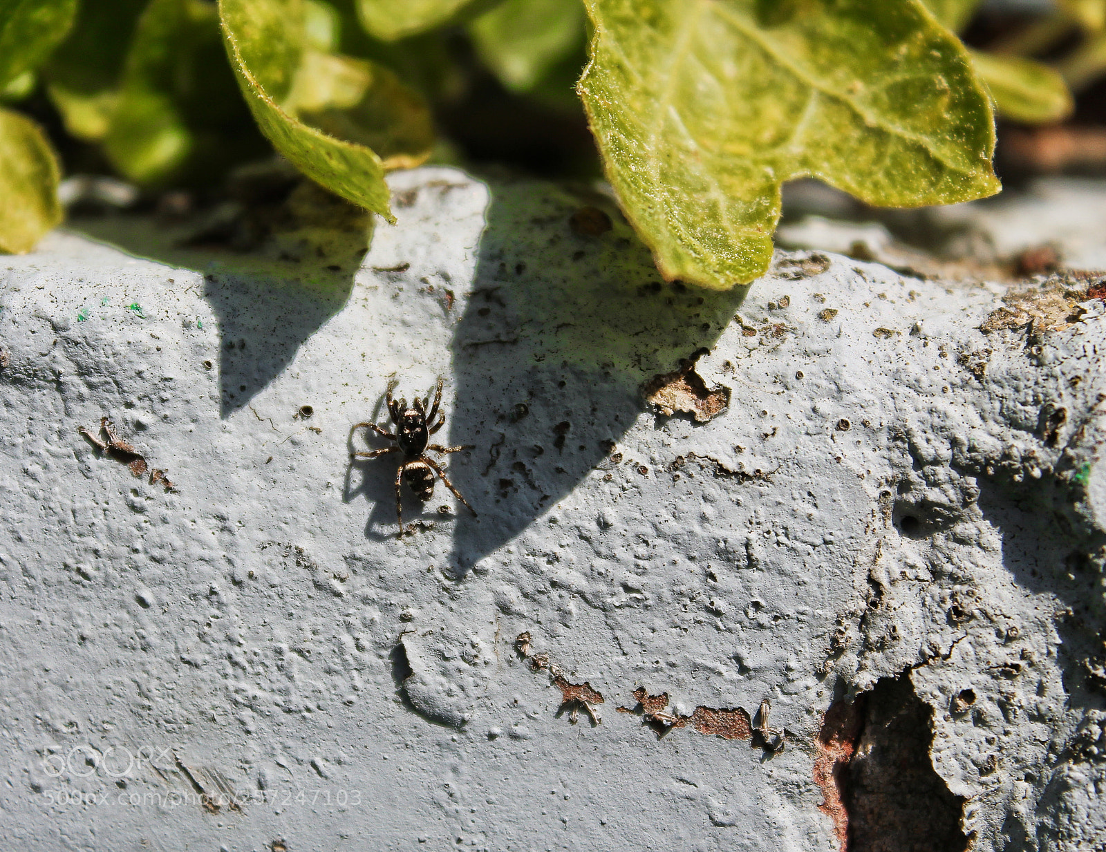 Canon EOS 1100D (EOS Rebel T3 / EOS Kiss X50) sample photo. Spider photography