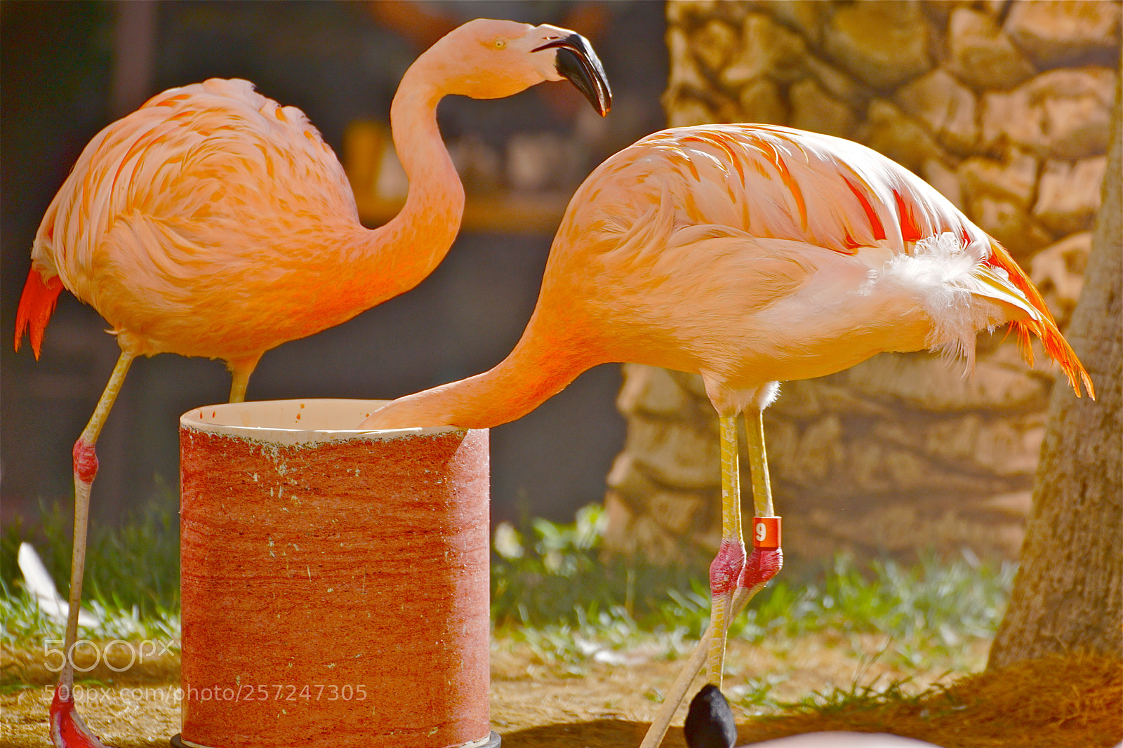 Sony ILCA-77M2 sample photo. Flamingo, diving deep for photography