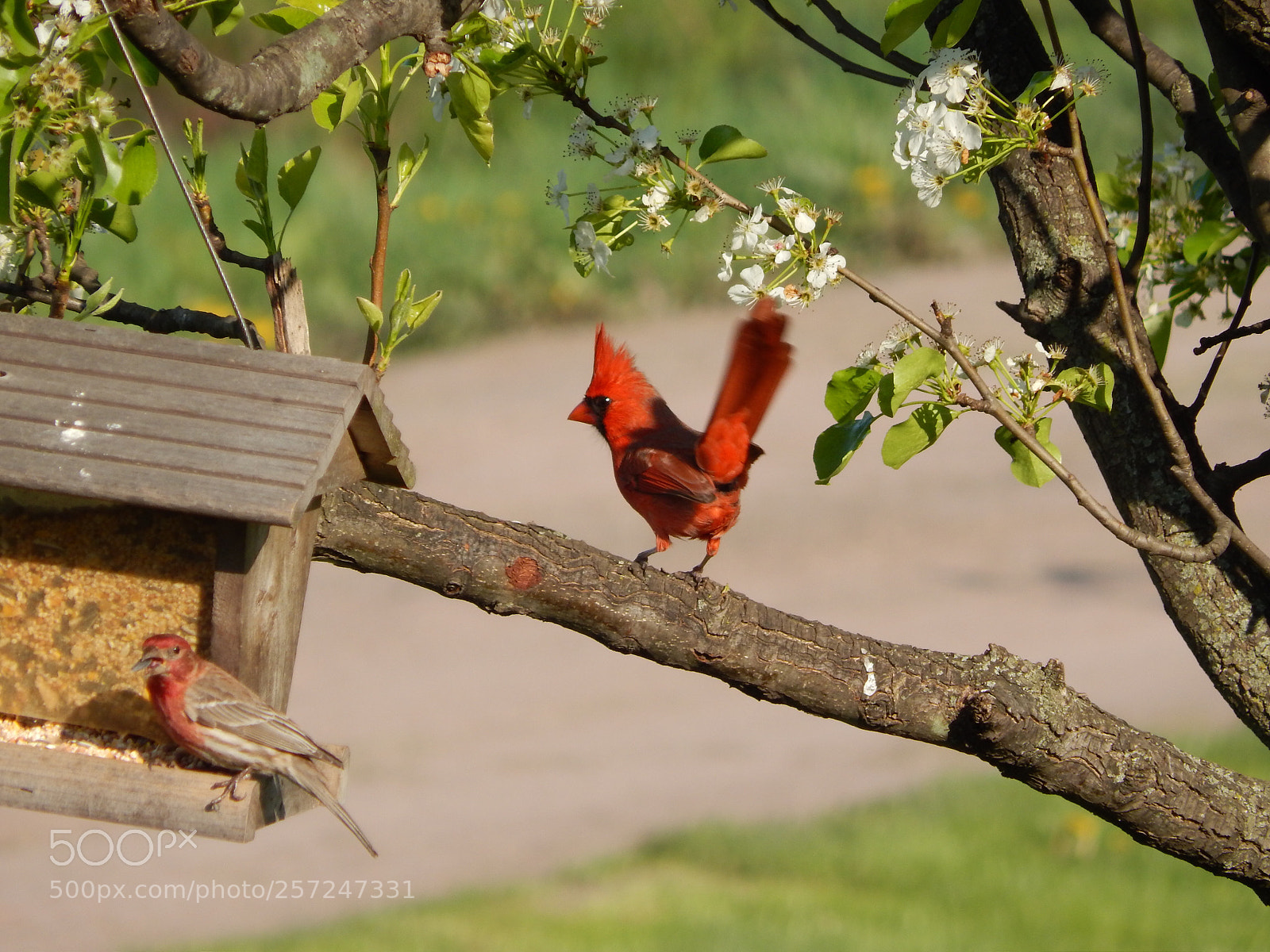 Nikon Coolpix L820 sample photo. The cardinal photography
