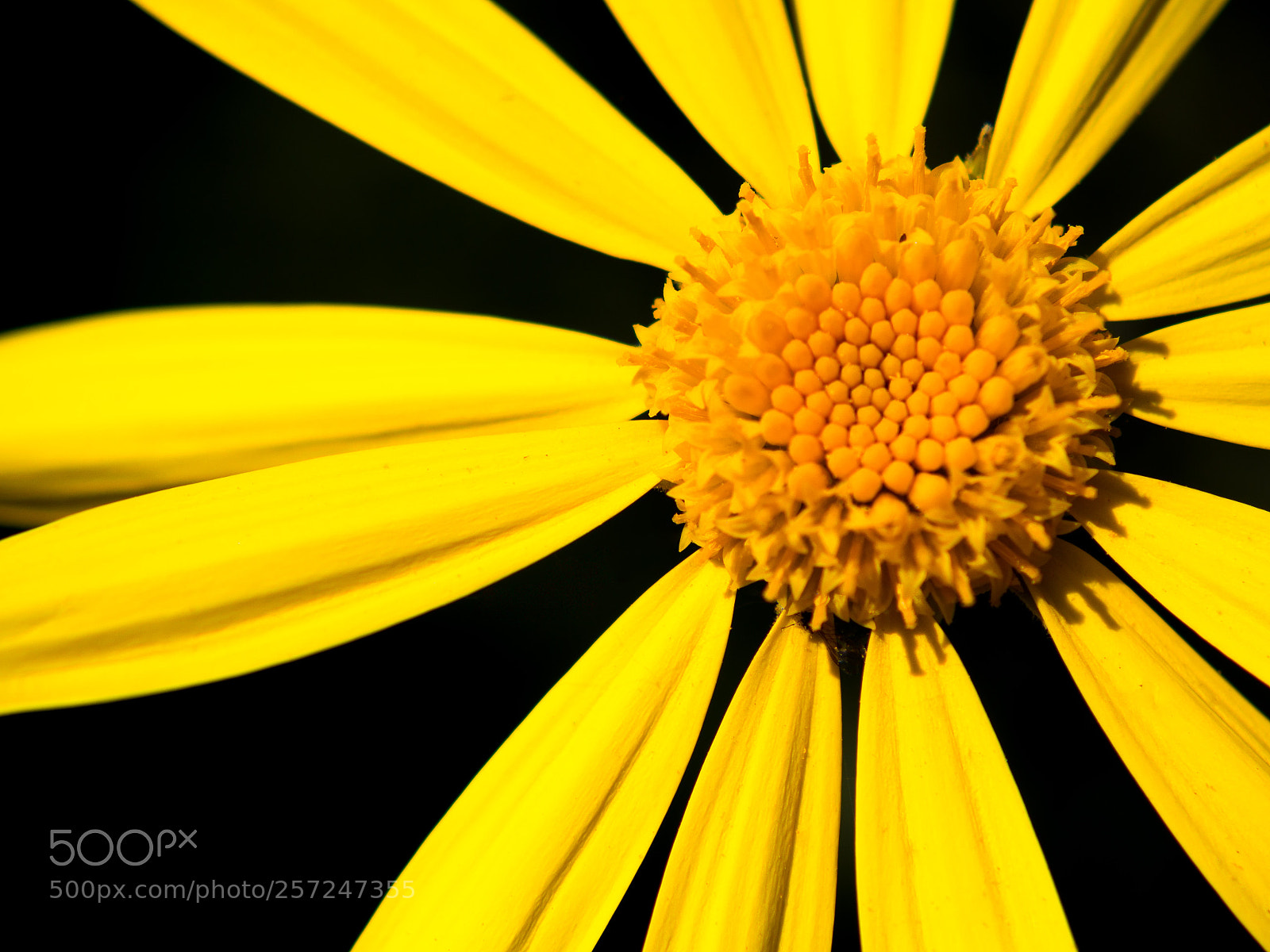 Olympus OM-D E-M10 II sample photo. Yellow wild daisy photography