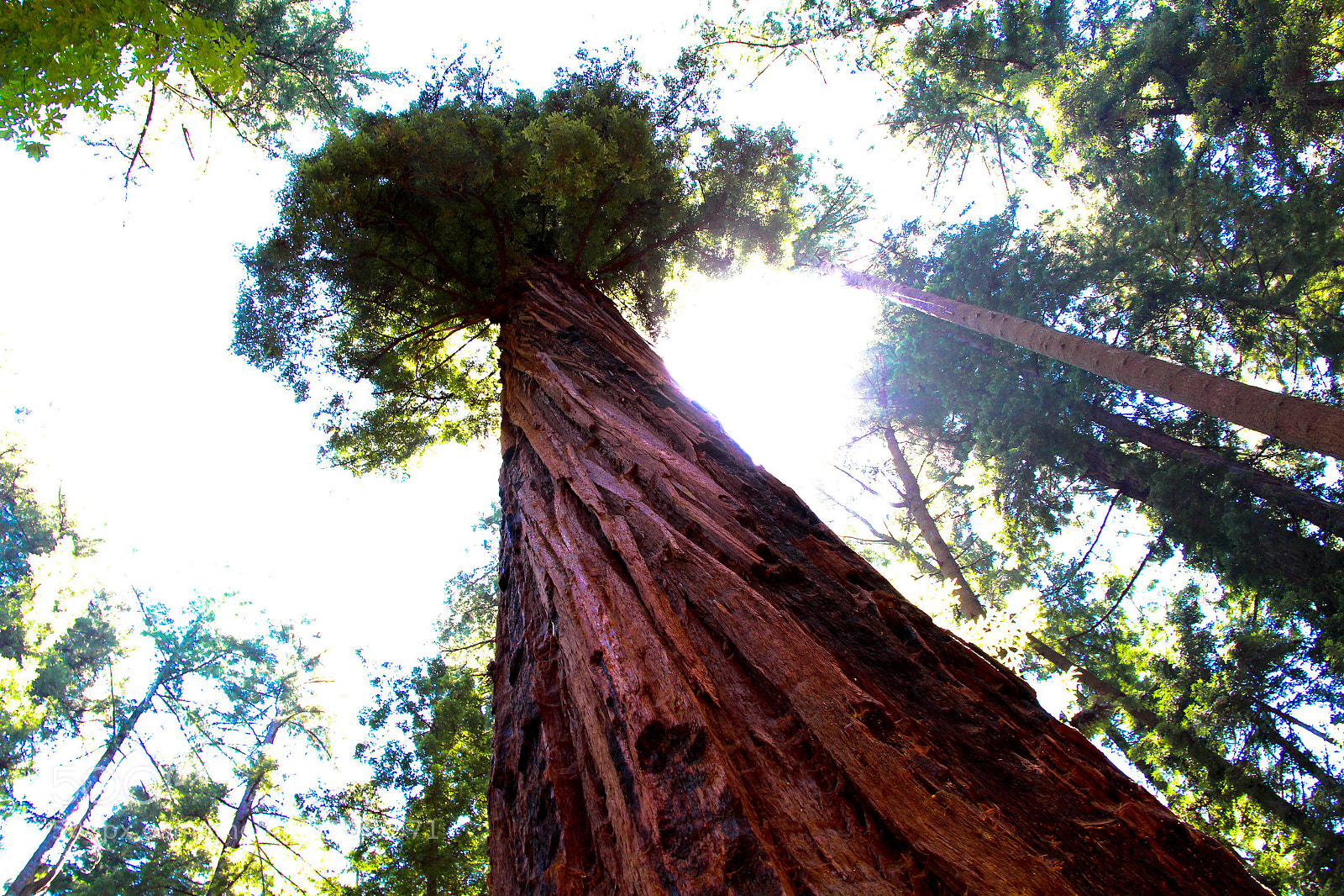 Canon EOS 700D (EOS Rebel T5i / EOS Kiss X7i) sample photo. Muir woods ‘18 photography