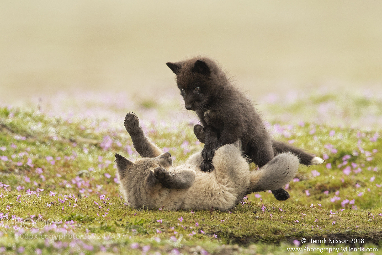 Canon EOS-1D X Mark II sample photo. Ninja fox pups photography