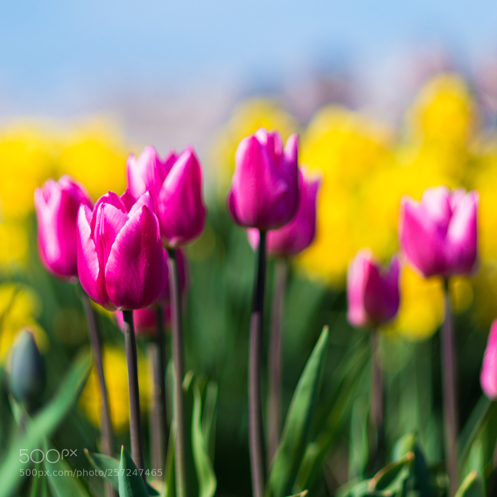 Pentax K-50 sample photo. Spring photography