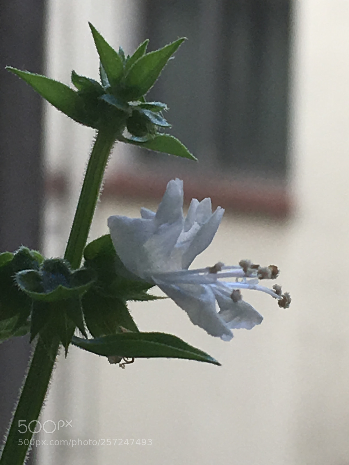 Apple iPhone SE sample photo. Basil’s flower photography