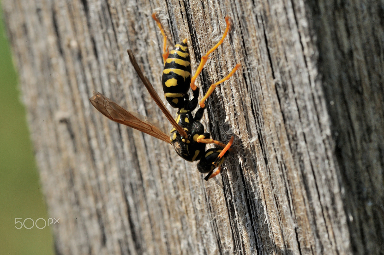 Nikon D3 + Nikon AF-S Micro-Nikkor 105mm F2.8G IF-ED VR sample photo. Wasp photography