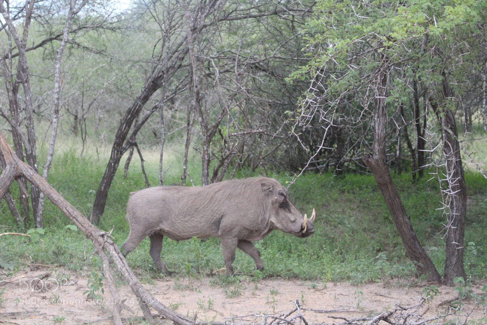 Canon EOS 100D (EOS Rebel SL1 / EOS Kiss X7) sample photo. Common warthog photography