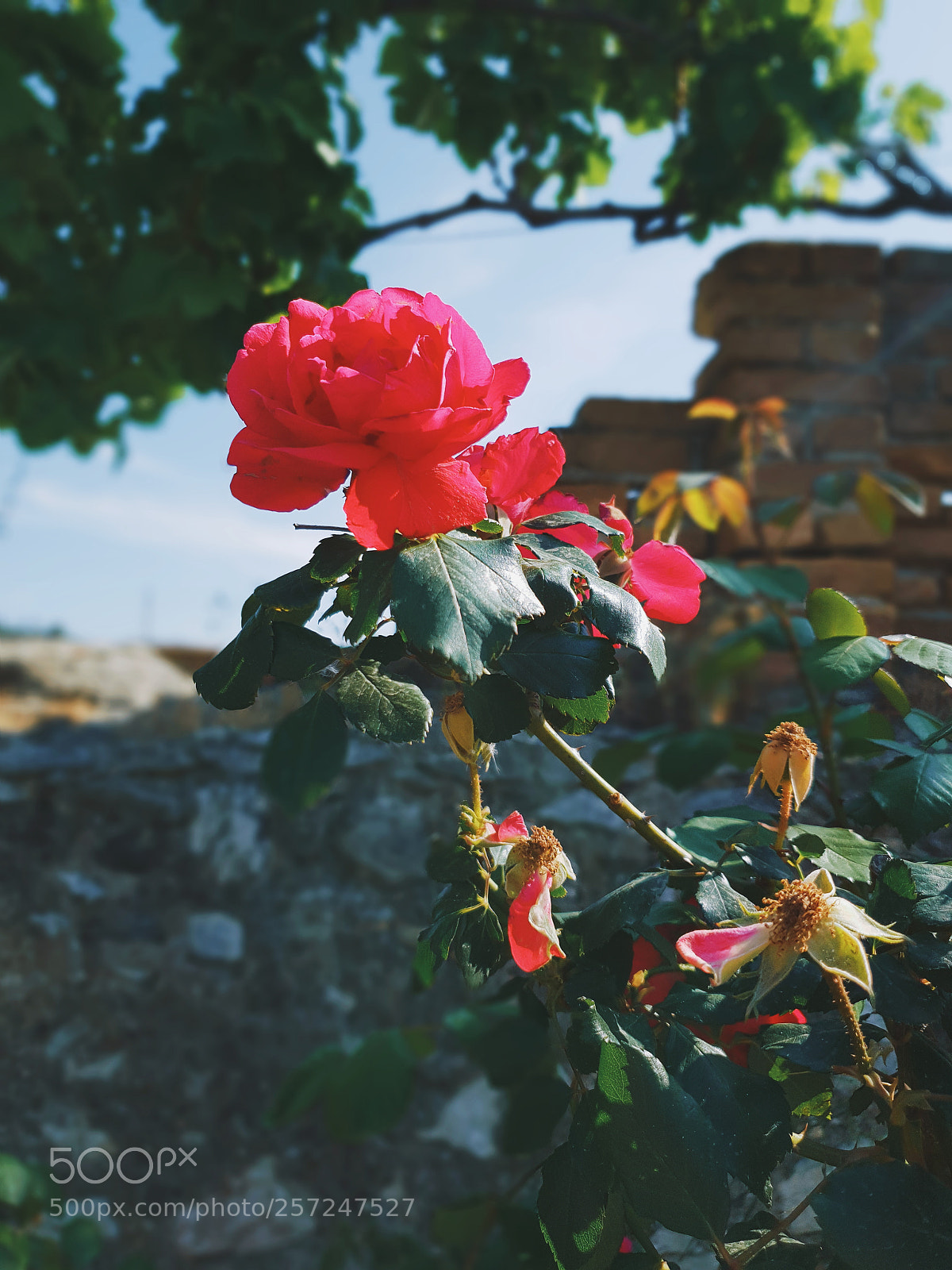 Samsung Galaxy S9 sample photo. Mediterranean style photography