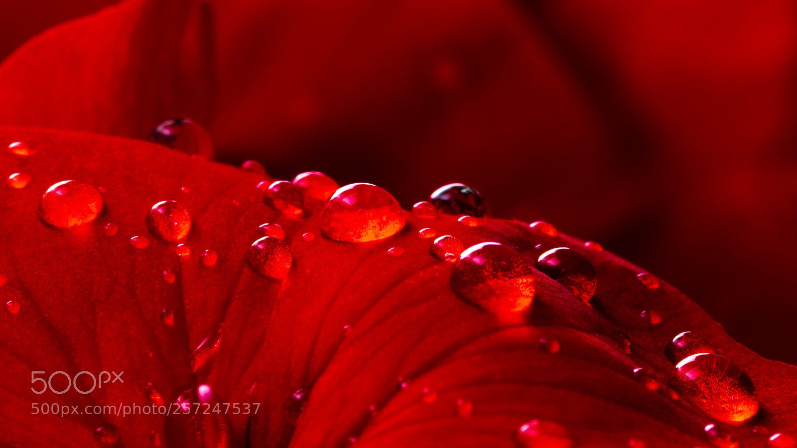Pentax K-1 sample photo. Rainy day ii photography