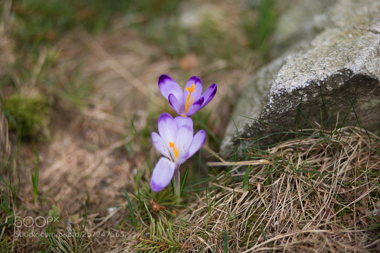 Canon EOS 6D sample photo. Img photography